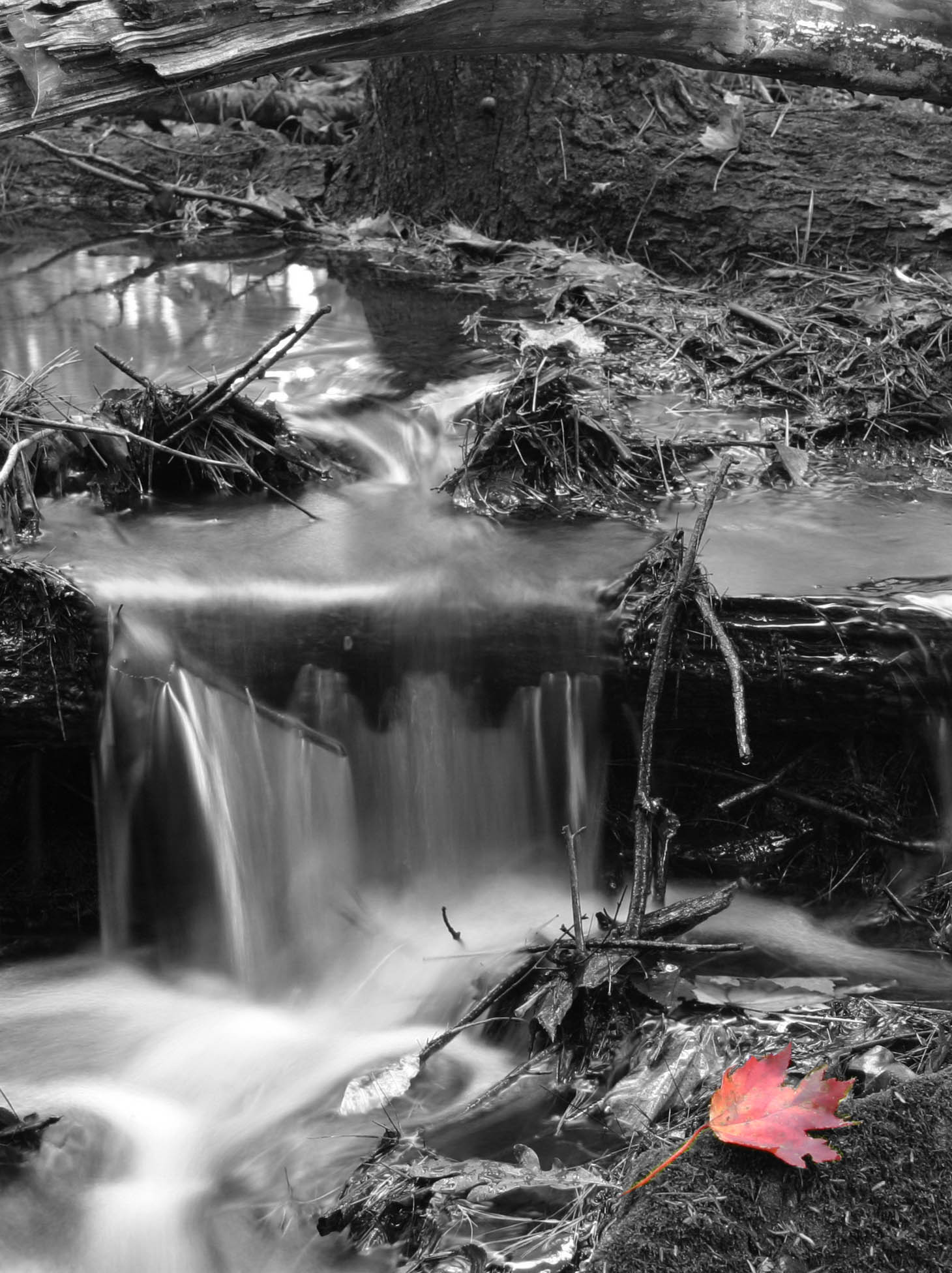 Hampsted brook W/red maple leaf (user submitted)
