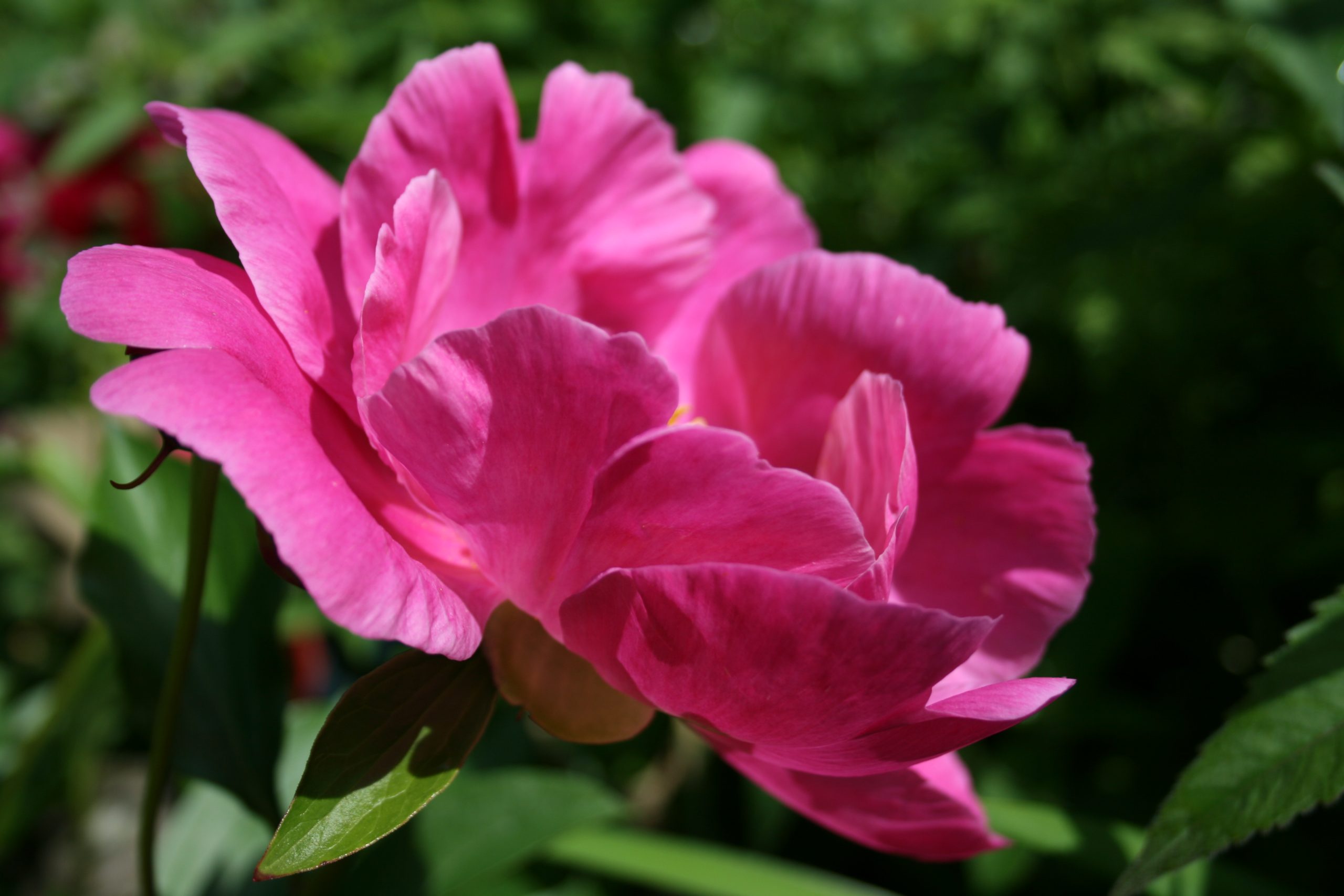Peony (user submitted)