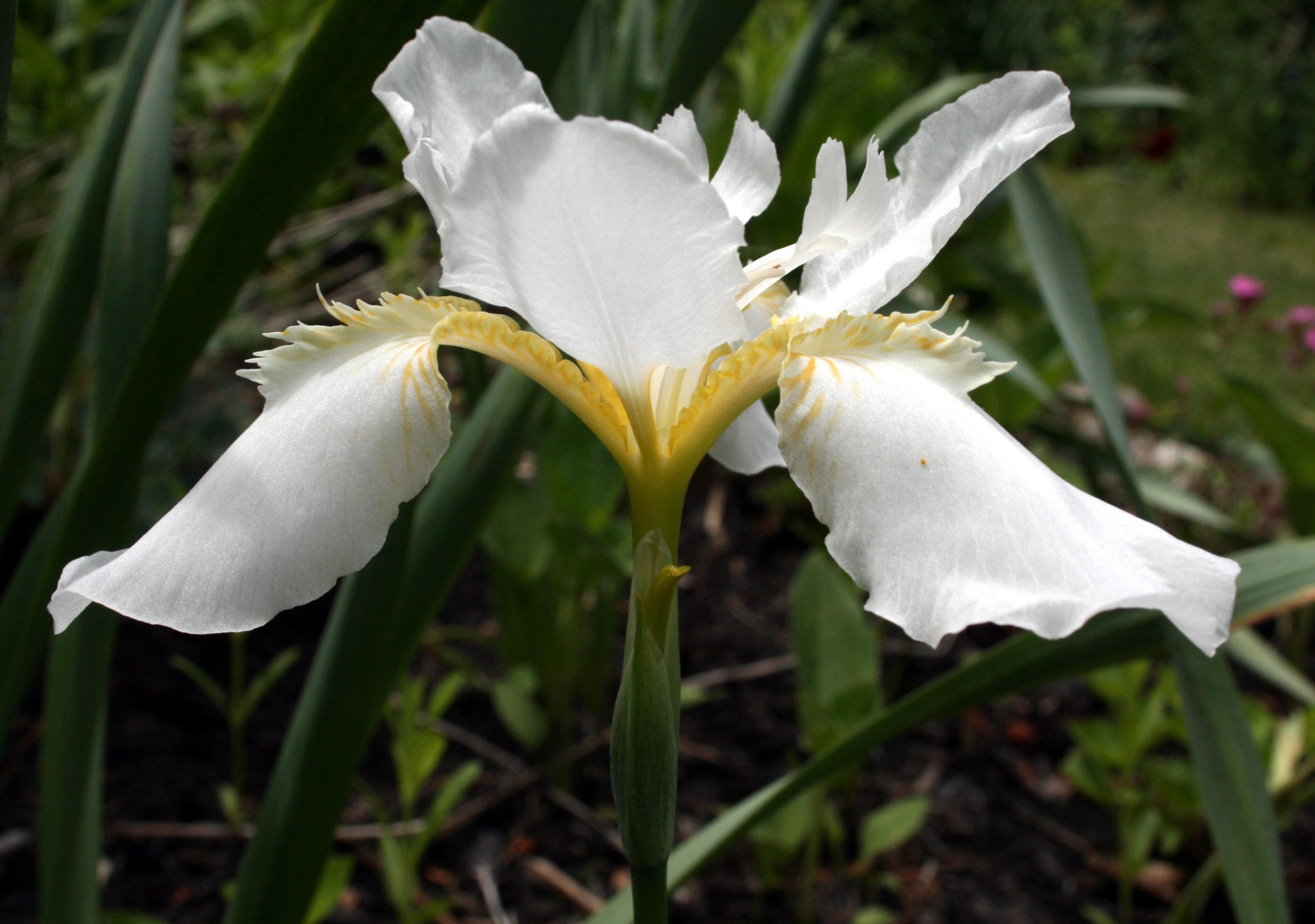White Iris (user submitted)