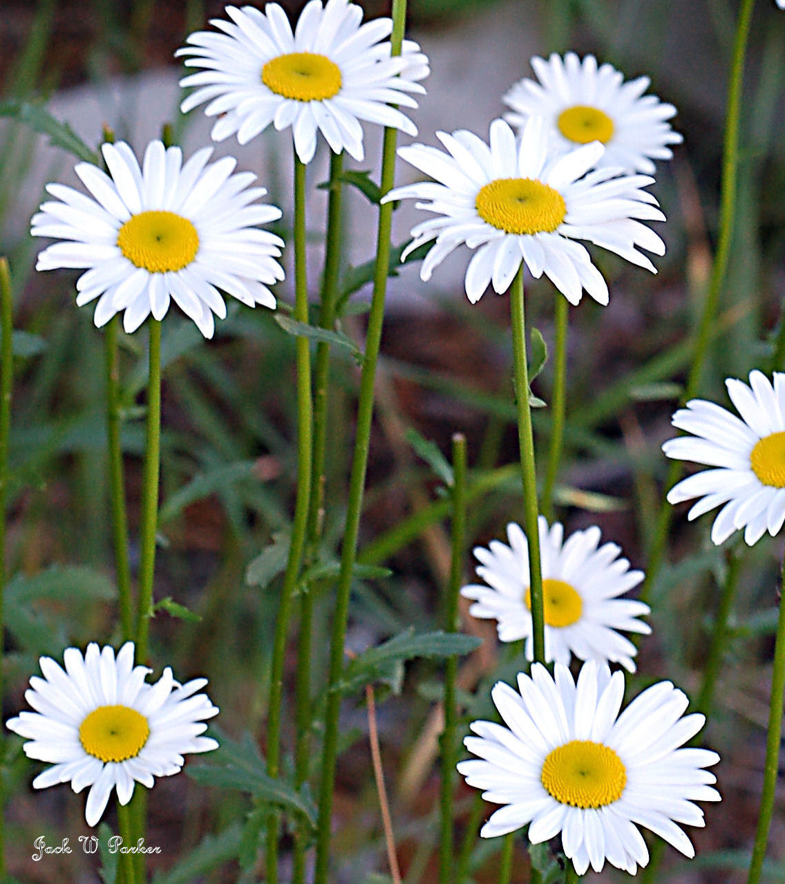 Daisy Bunch (user submitted)