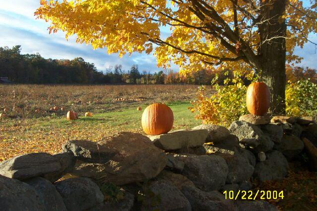 Pumpkin Harvest (user submitted)