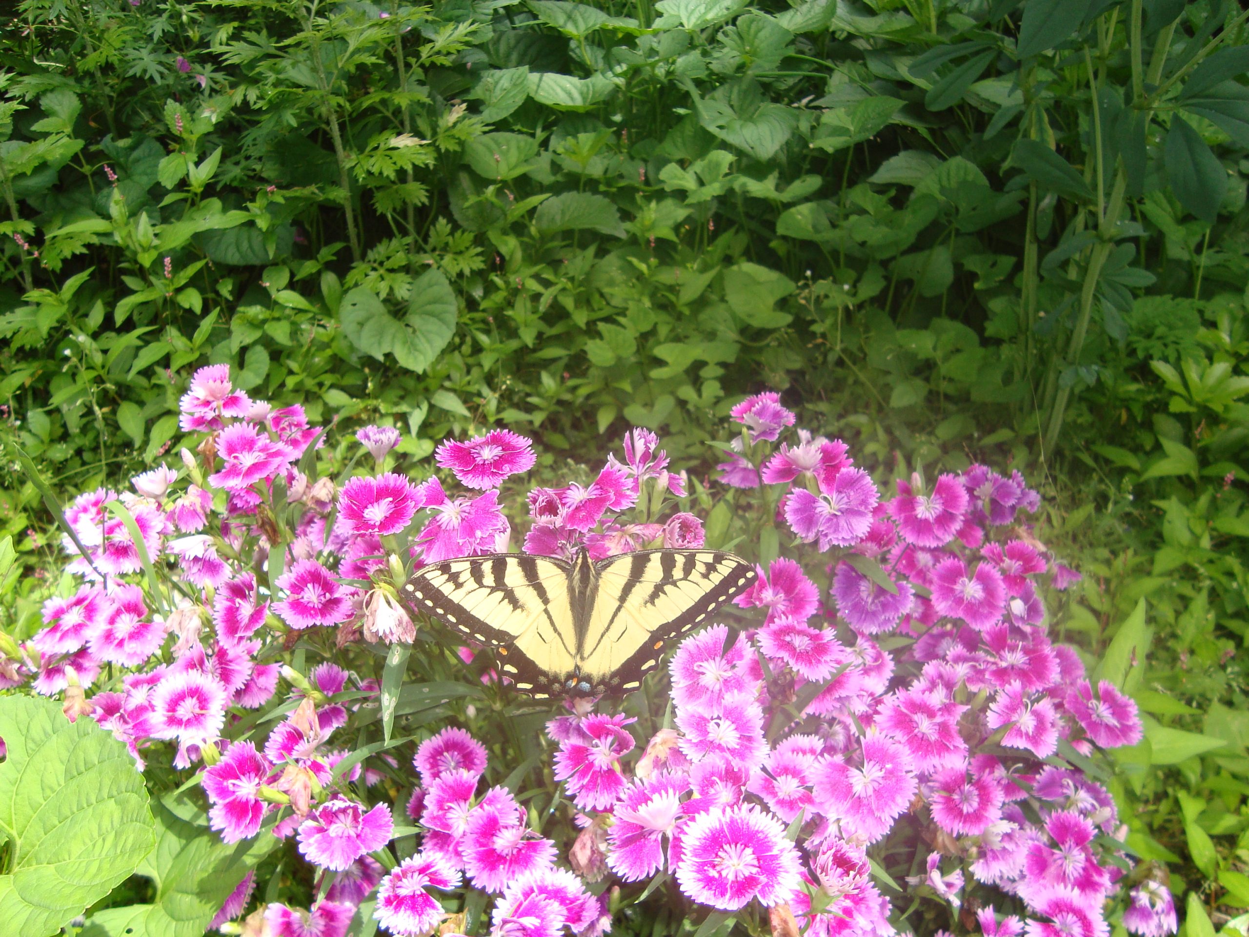 Eastern Swallowtail In West Warwick (user submitted)