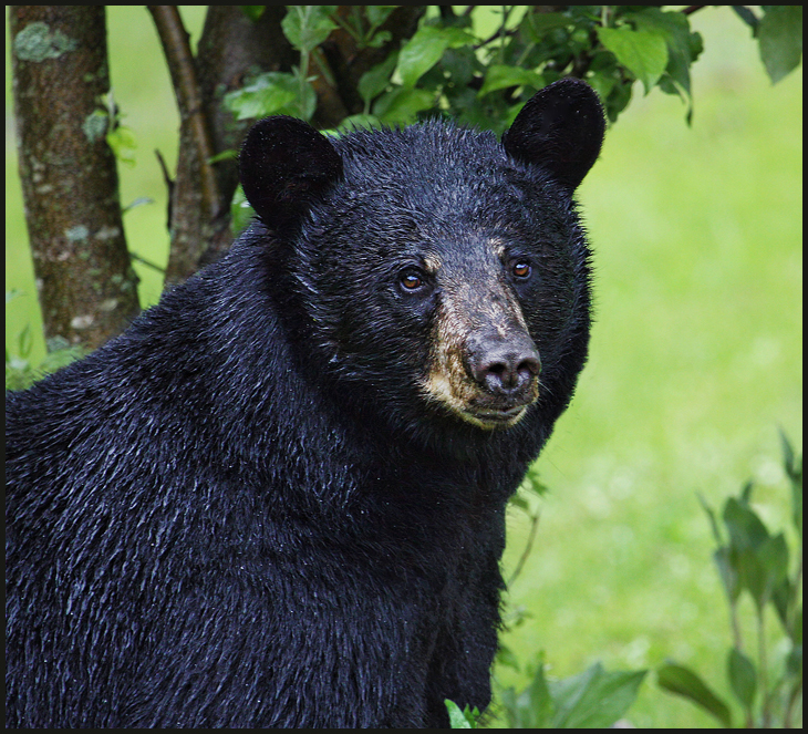 Black Bear (user submitted)