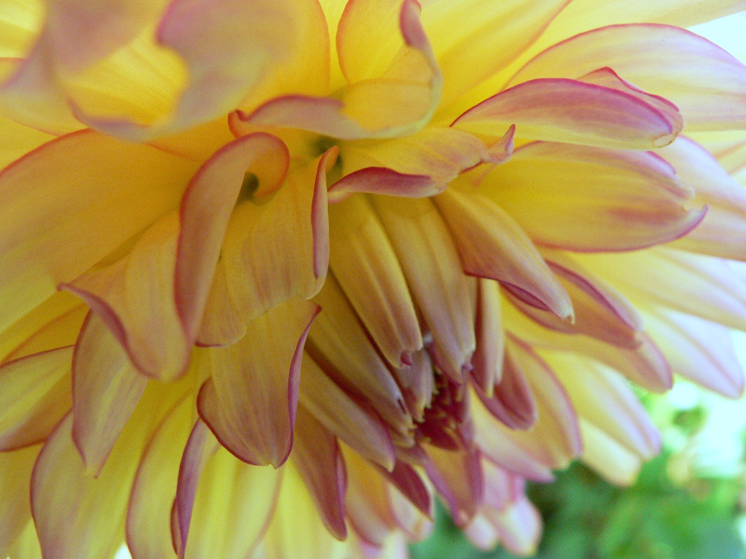 Summer Dahlia (user submitted)