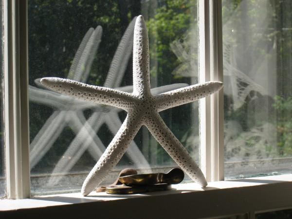 Starfish In Window (user submitted)