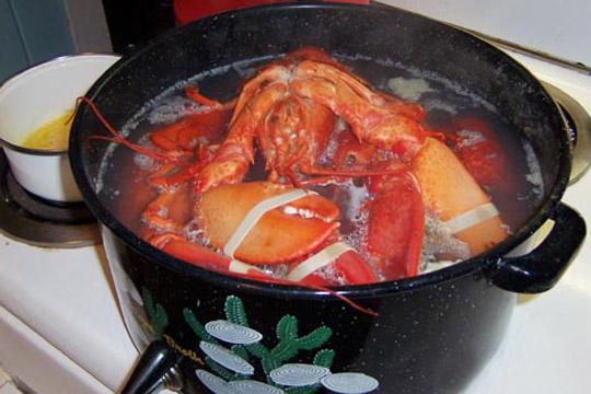 Luscious Lobsters In The Pot (user submitted)