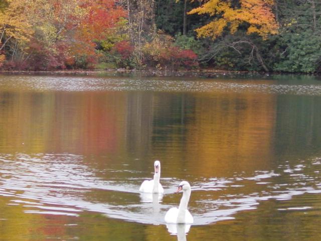 Swan Lake (user submitted)