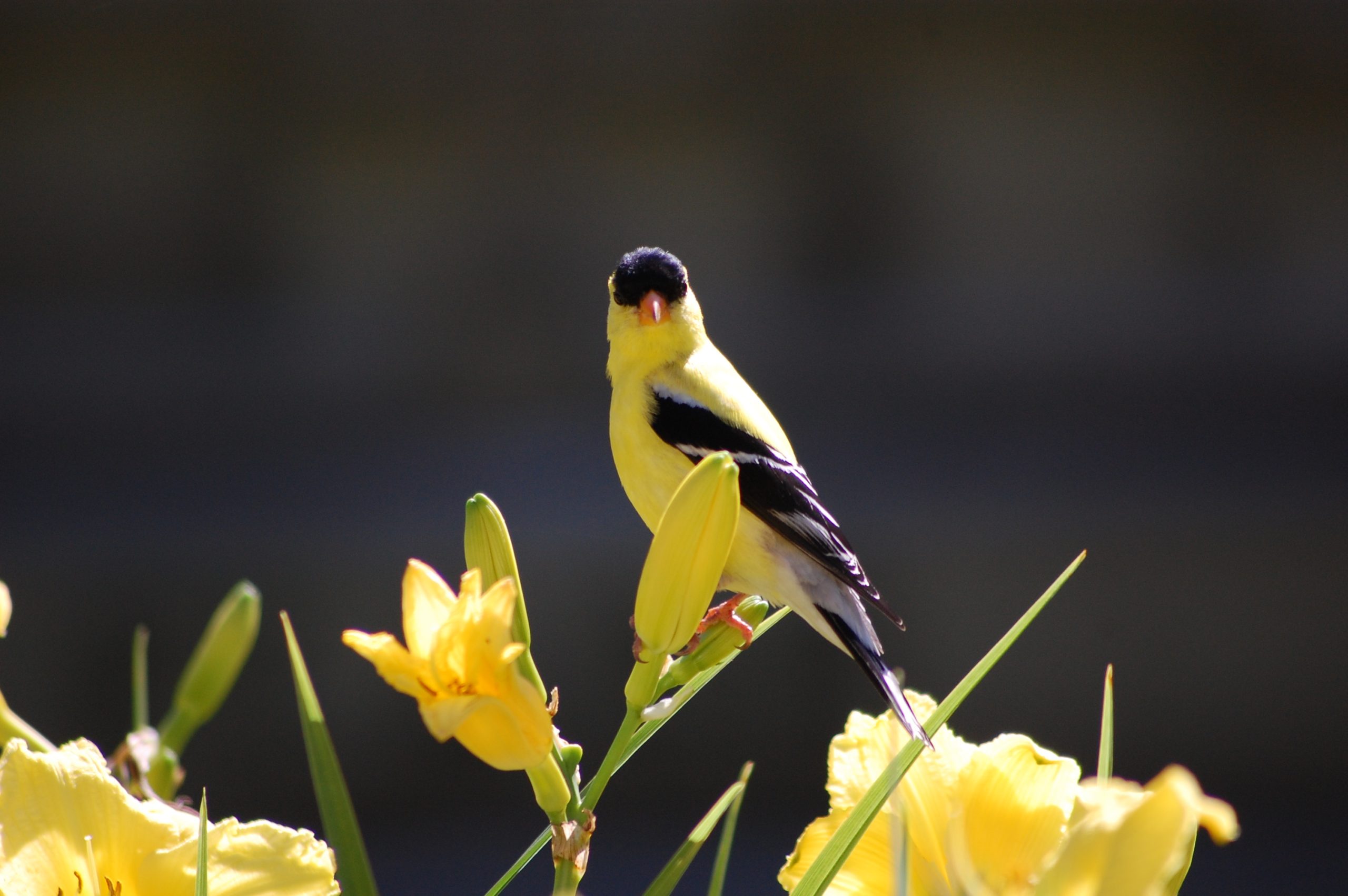 Yellow Goldfinch (user submitted)