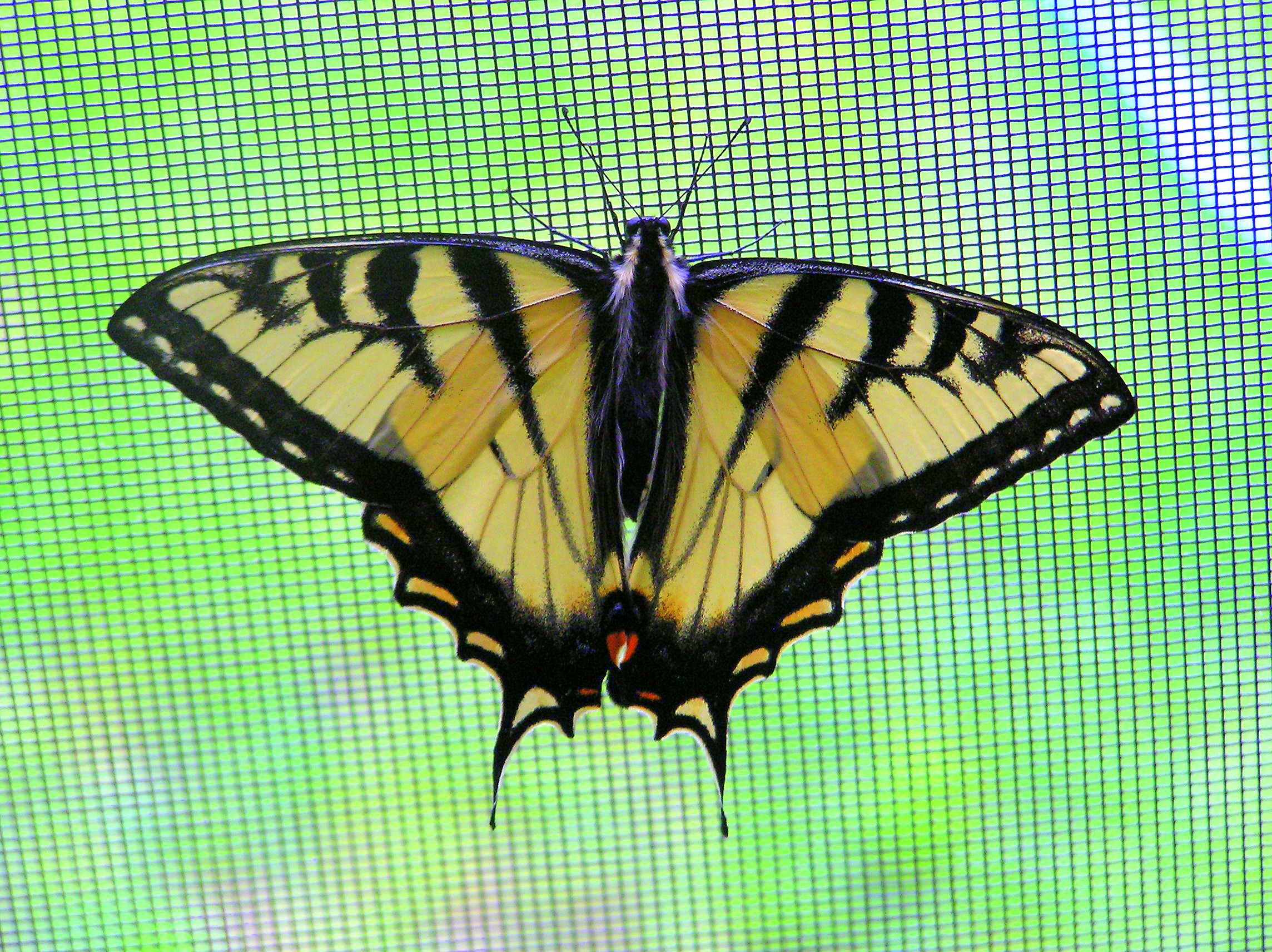 Swallowtail Butterfly (user submitted)