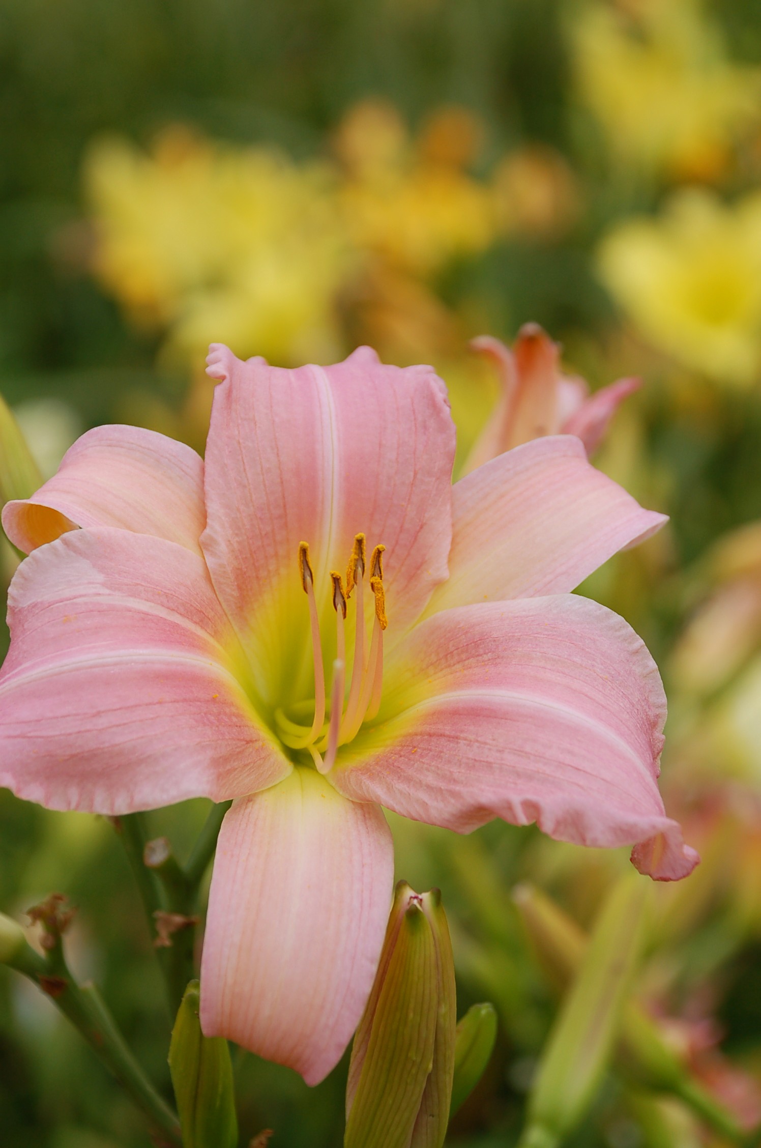 Pink Daylily (user submitted)