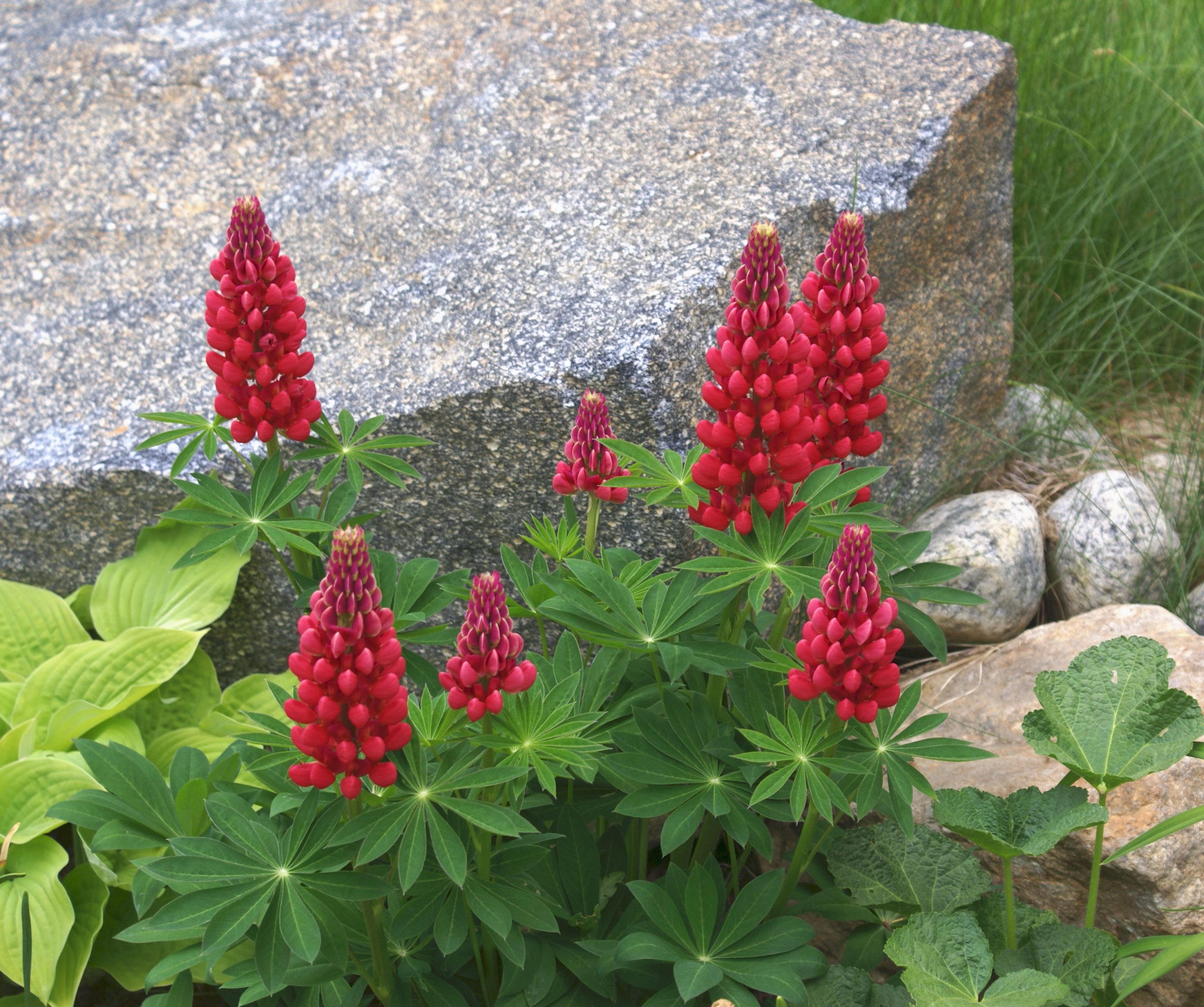 Red Lupine (user submitted)