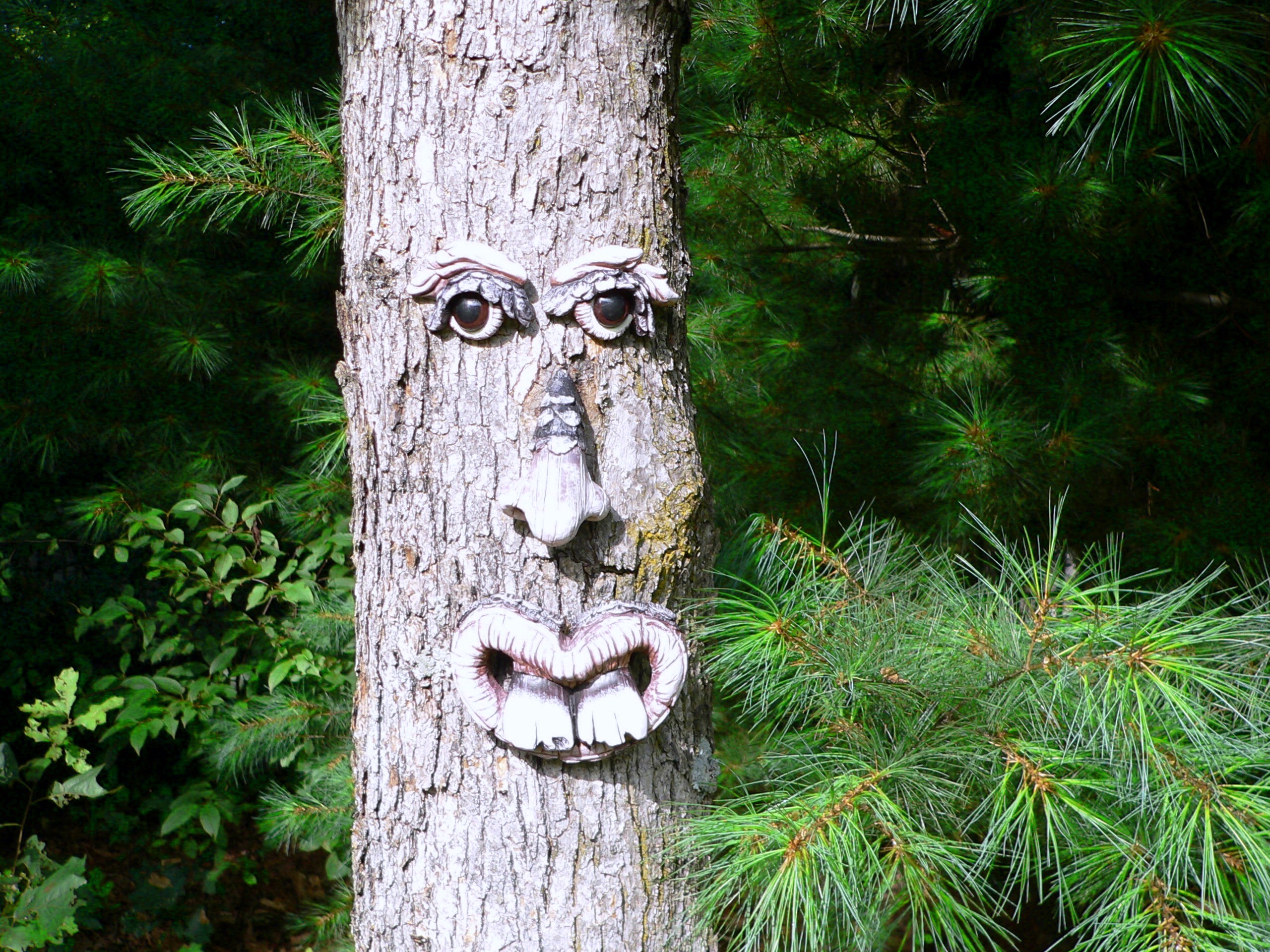 Tree Face (user submitted)