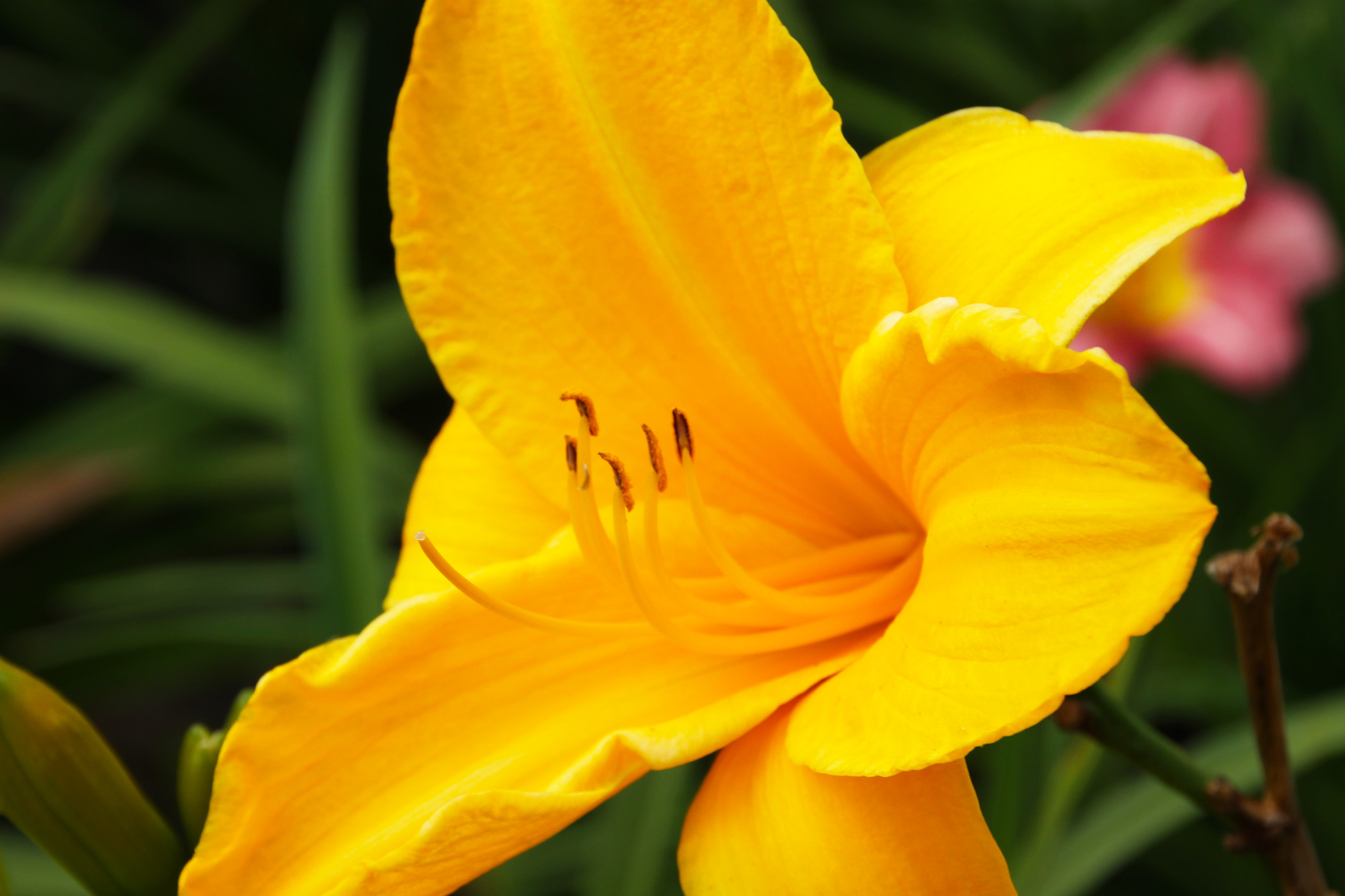 Summer Daylilies (user submitted)