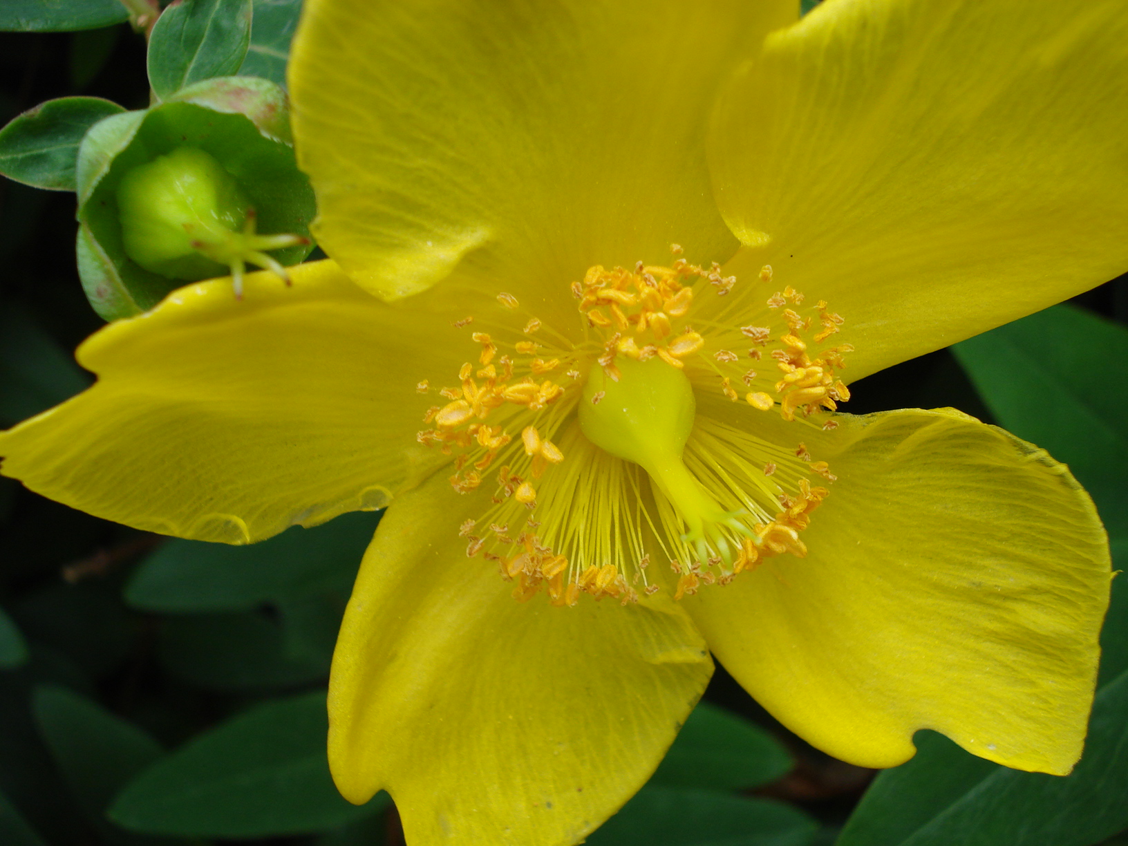 Hypericum (user submitted)