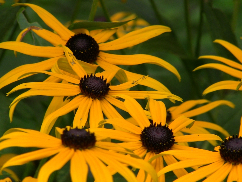 Black-eyed-susan (user submitted)