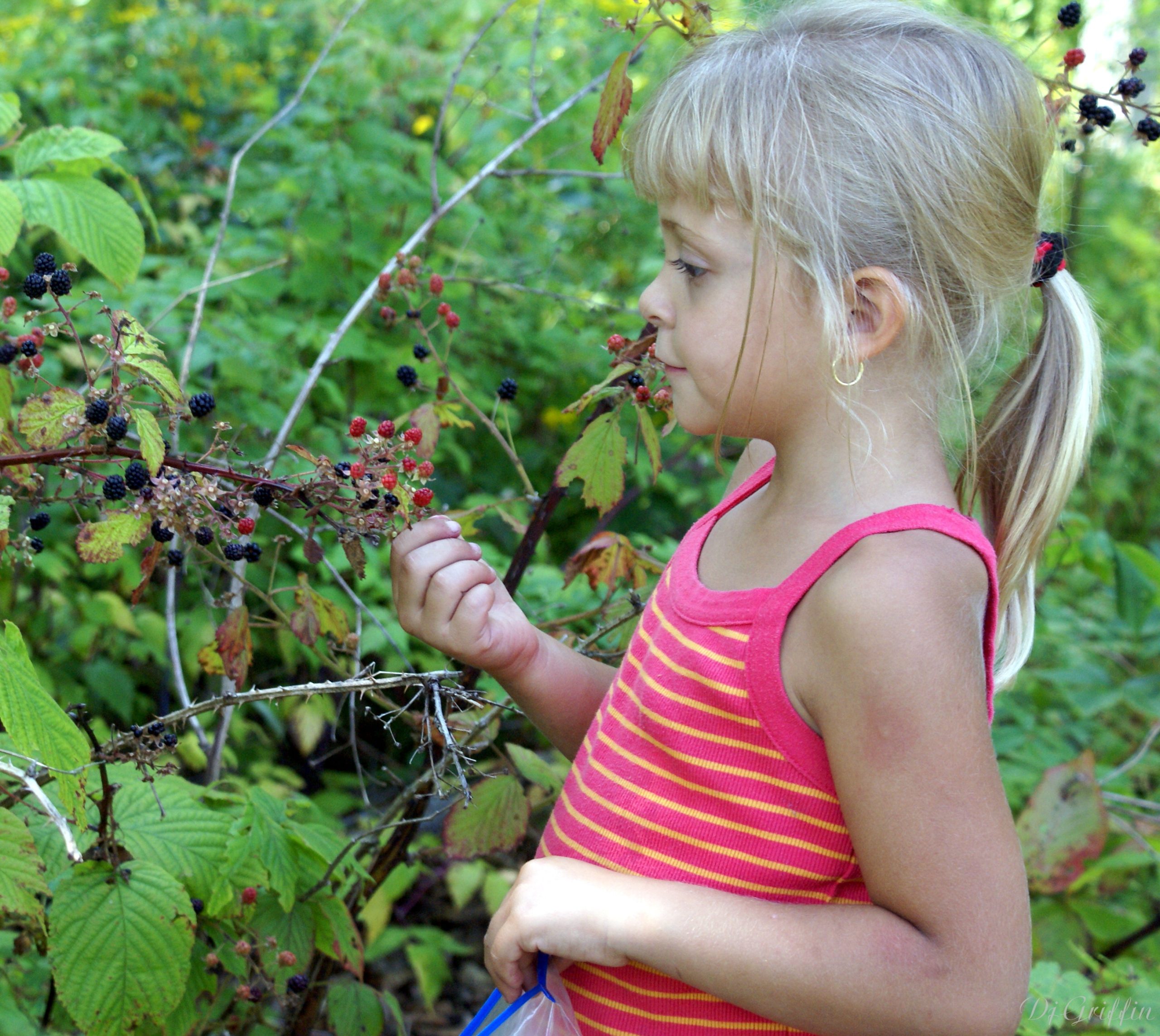 Berry Picking (user submitted)