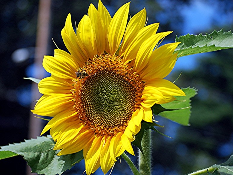 Sunflower - New England Today