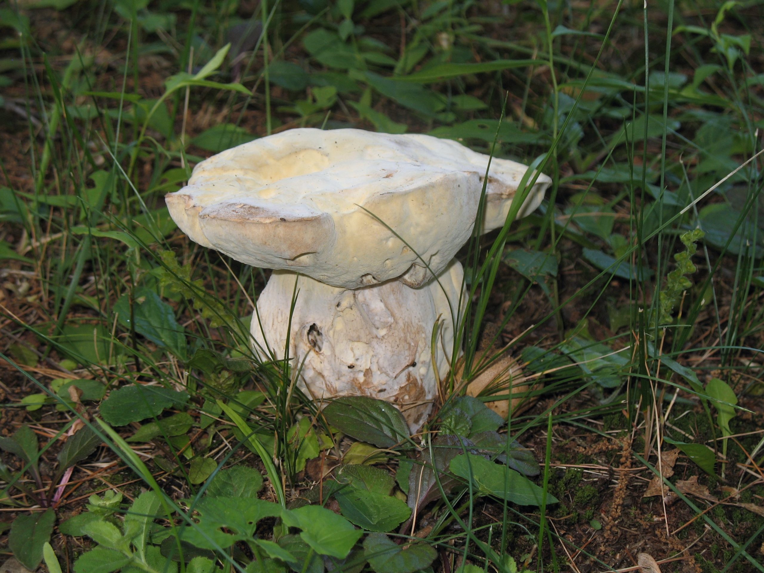 White Mushroom (user submitted)