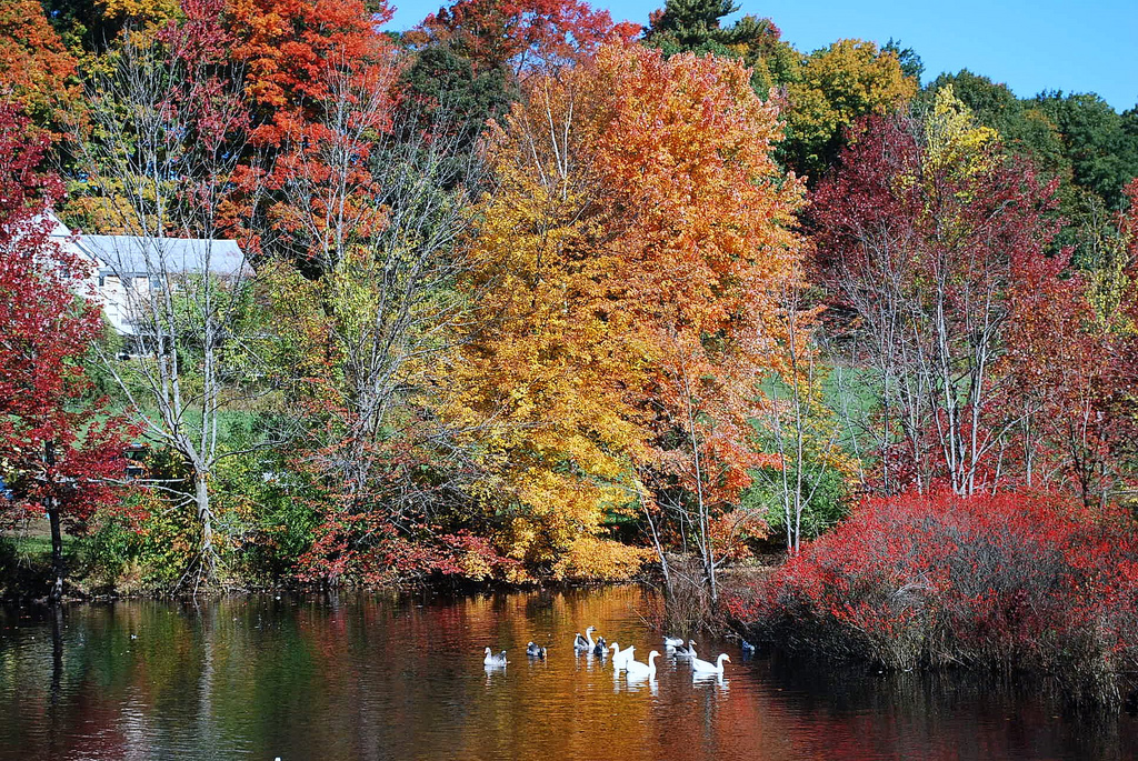 Autumn Swans (user submitted)