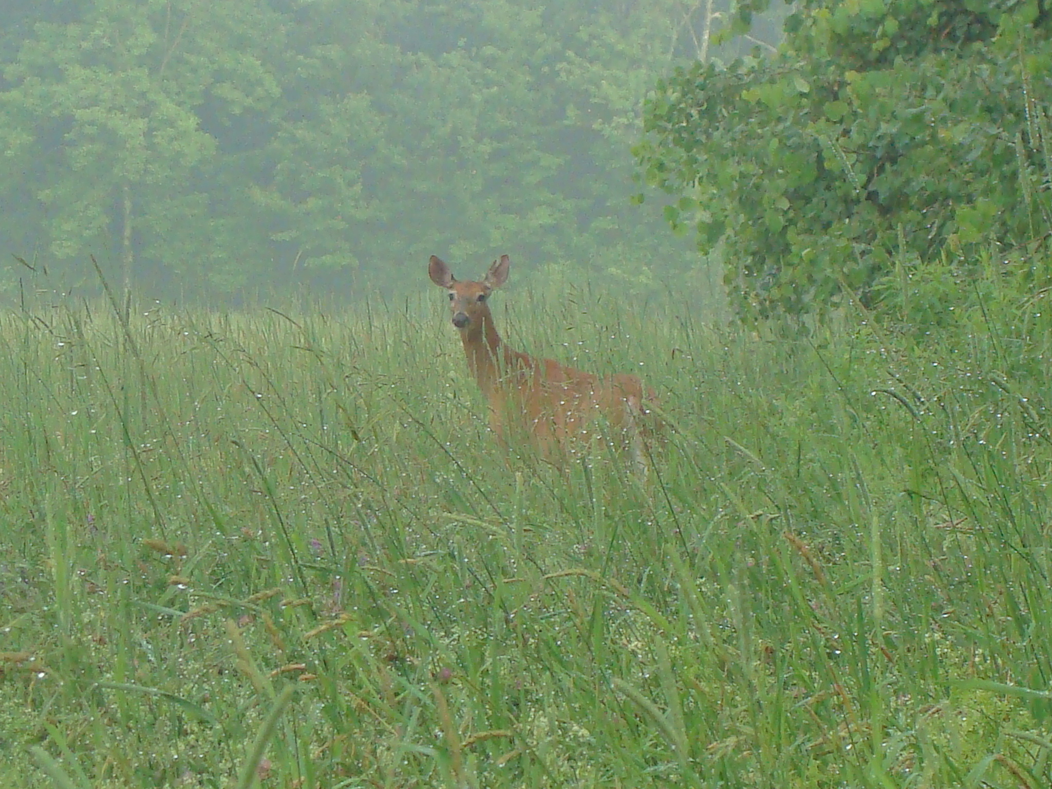 Deer In The Fog  (user submitted)