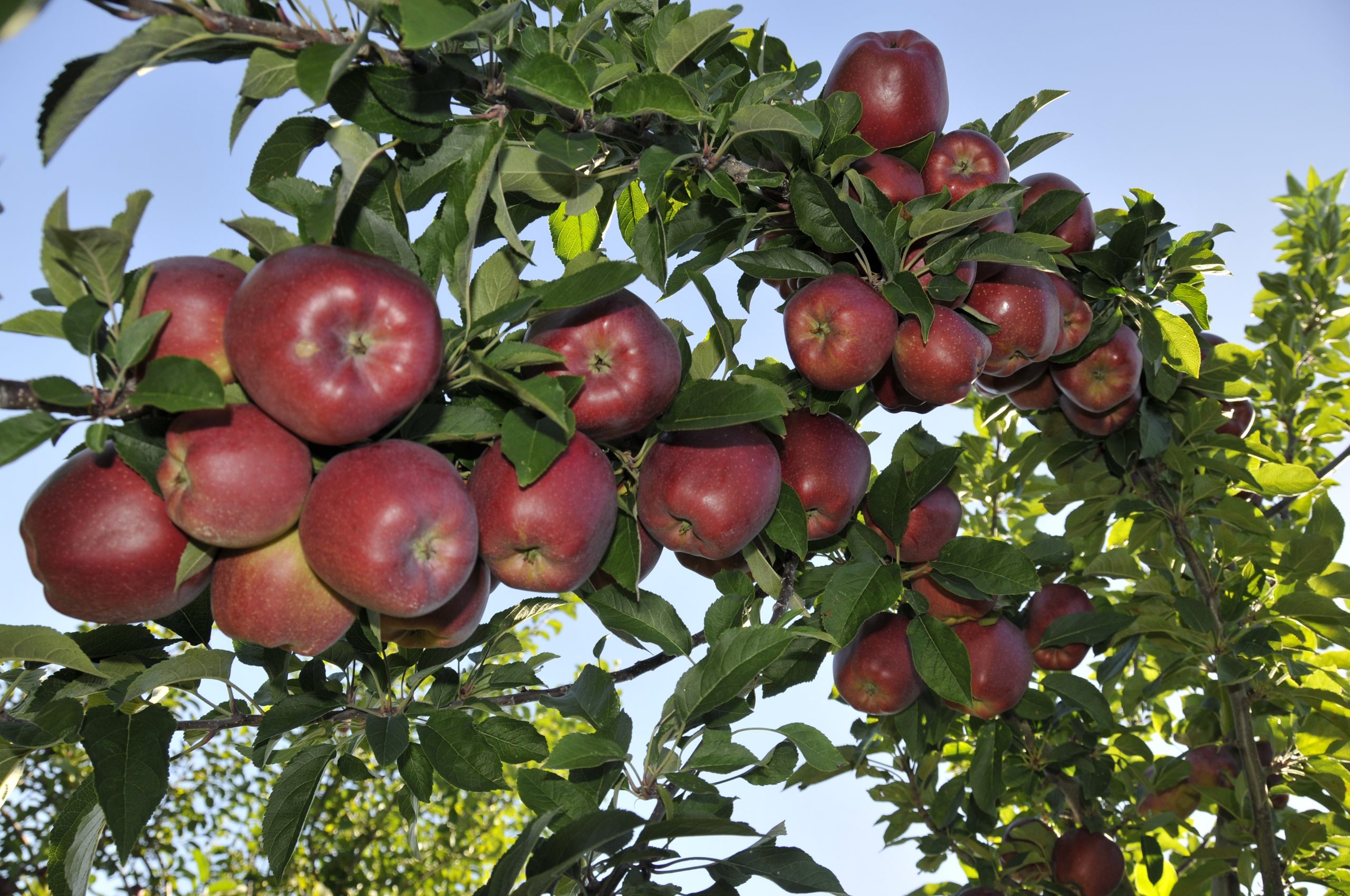 Apple Harvest (user submitted)