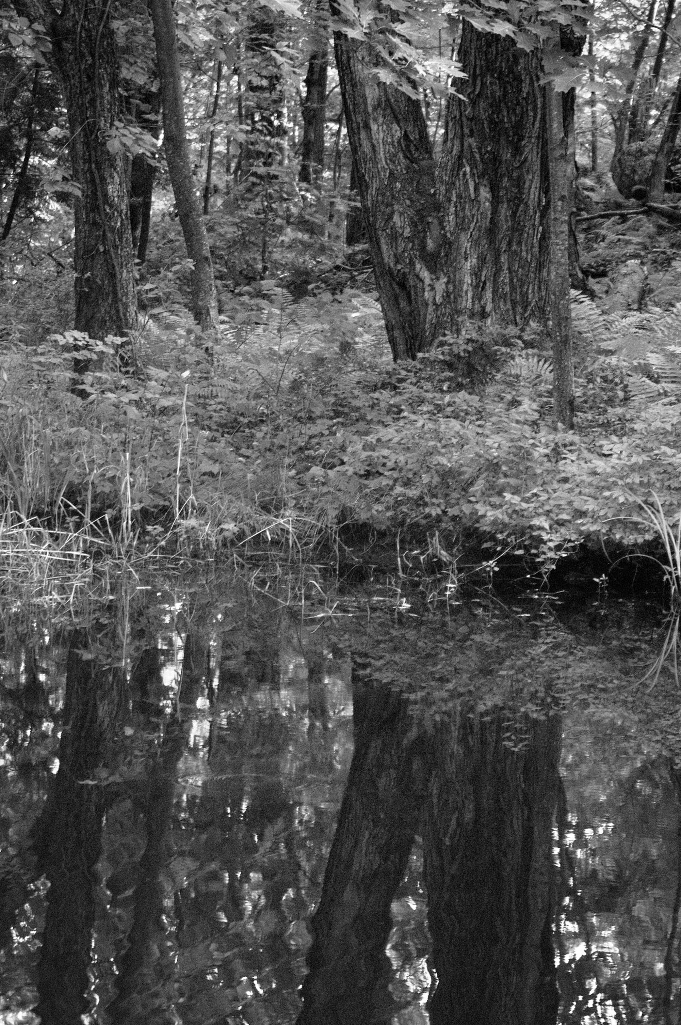 A Black And White Refection (user submitted)