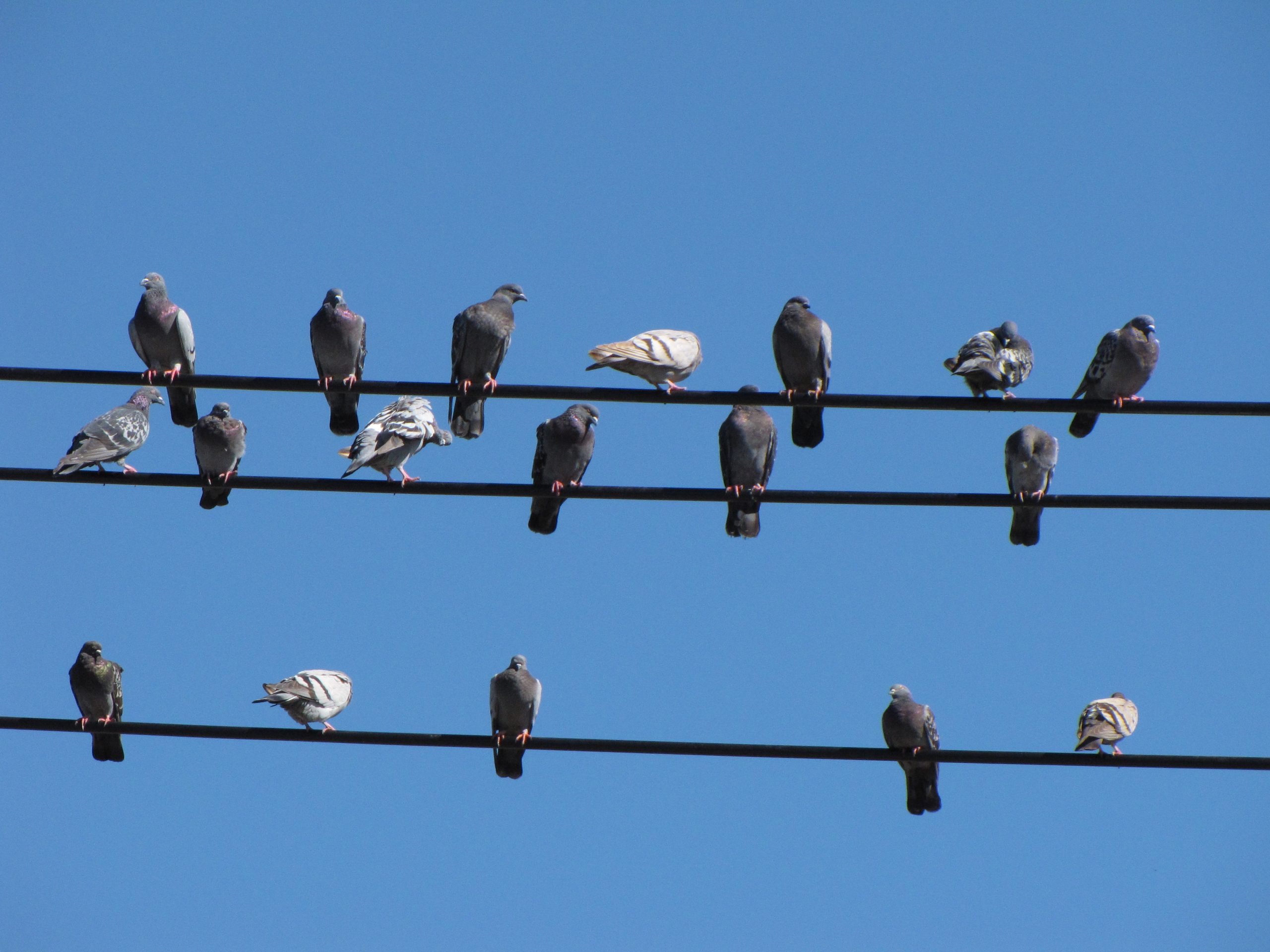 Feathered Friends - New England