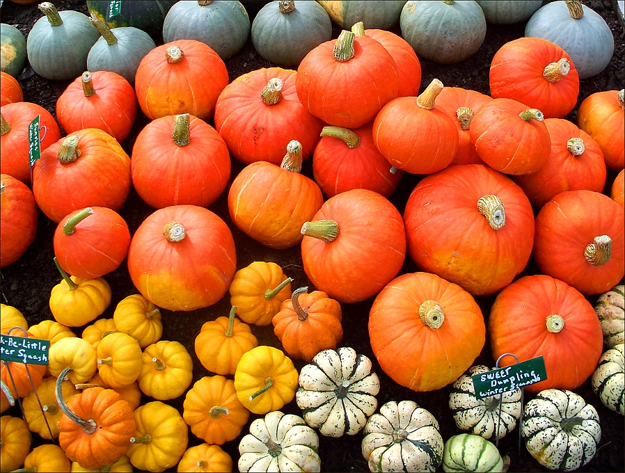 Vermont Pumpkin And Squash Display (user submitted)