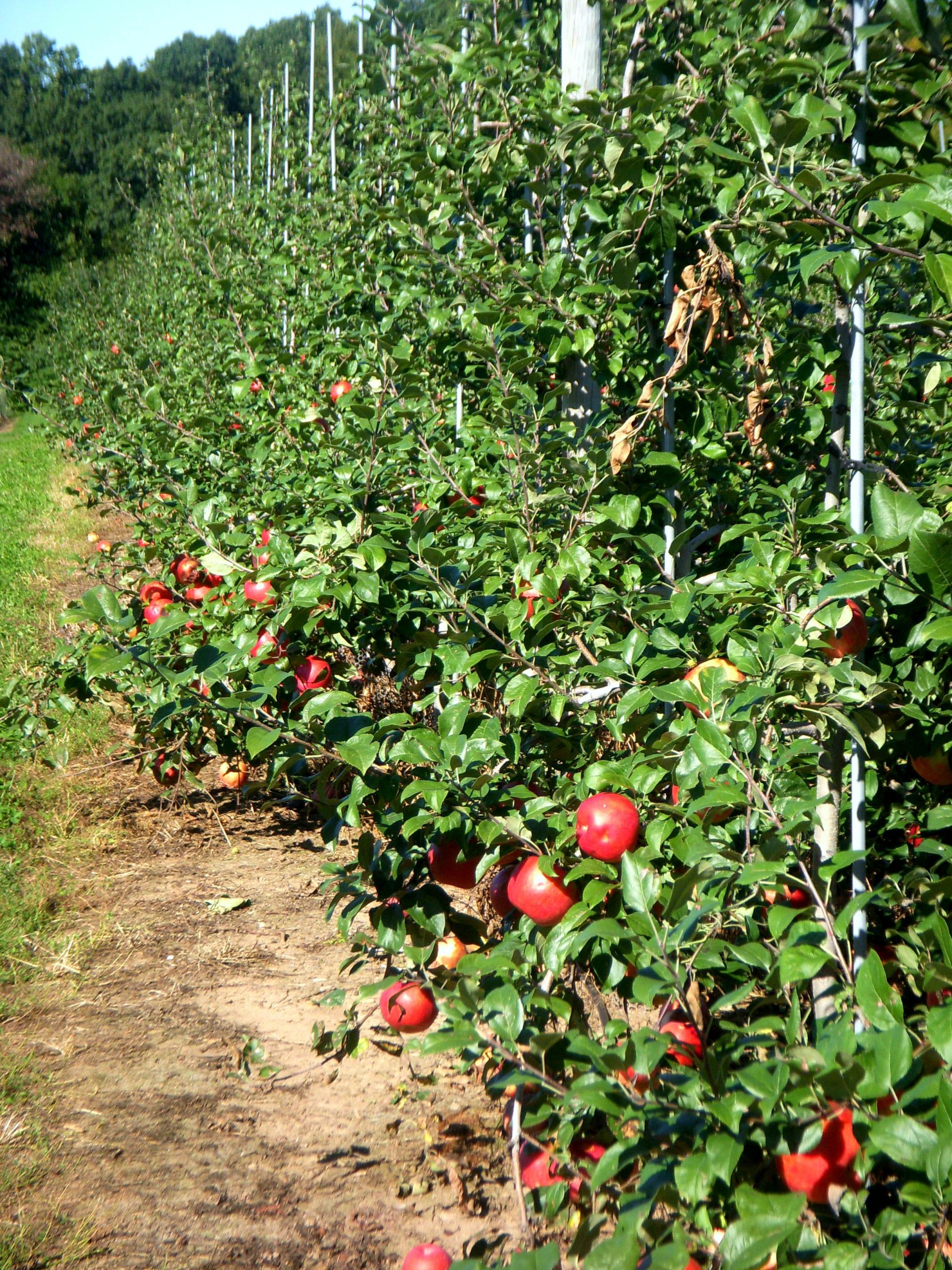 Apple Picking (user submitted)