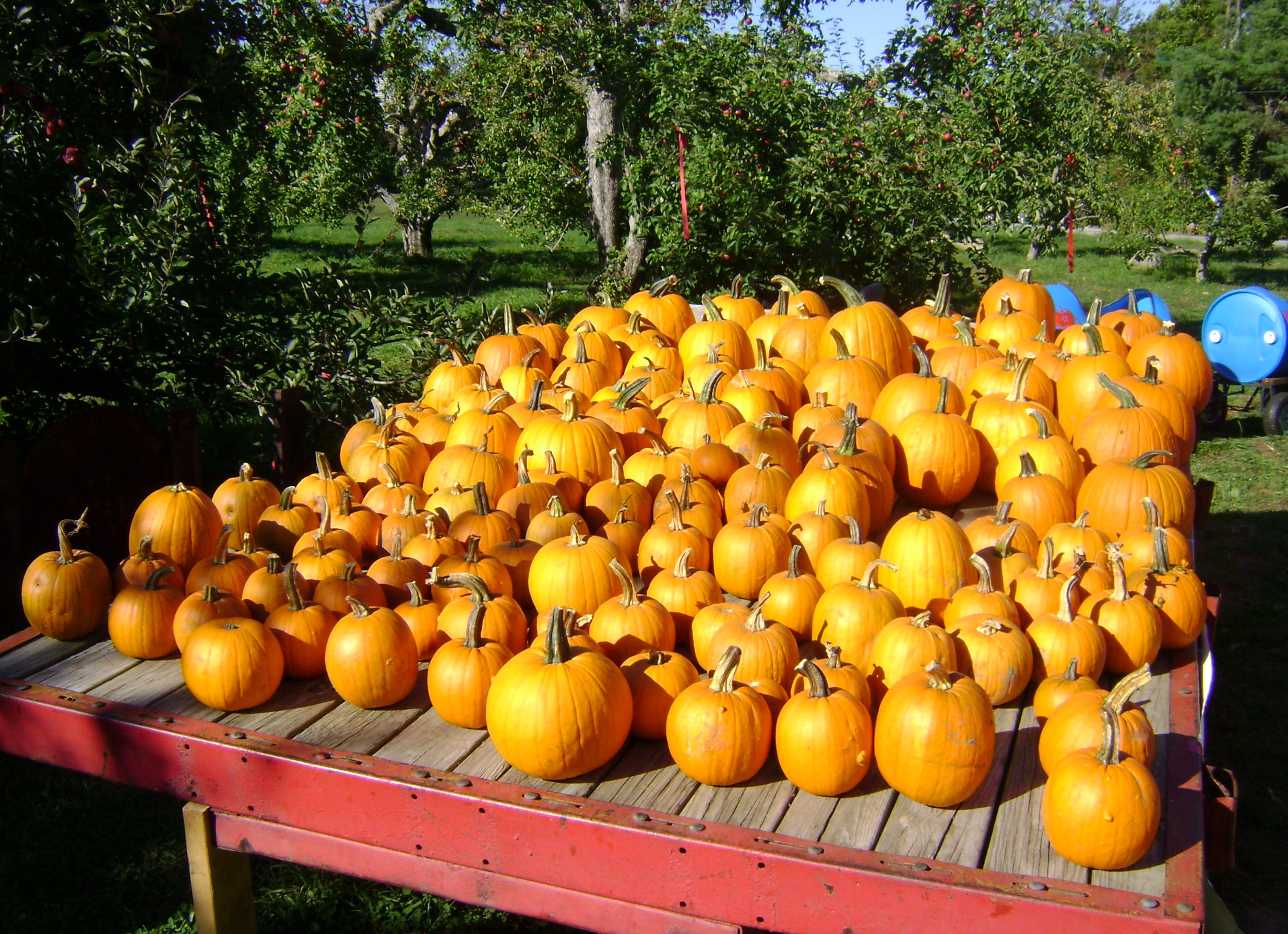 Rhode Island Pumpkins (user submitted)