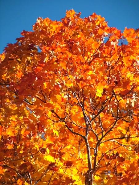 Sugar Maple (user submitted)