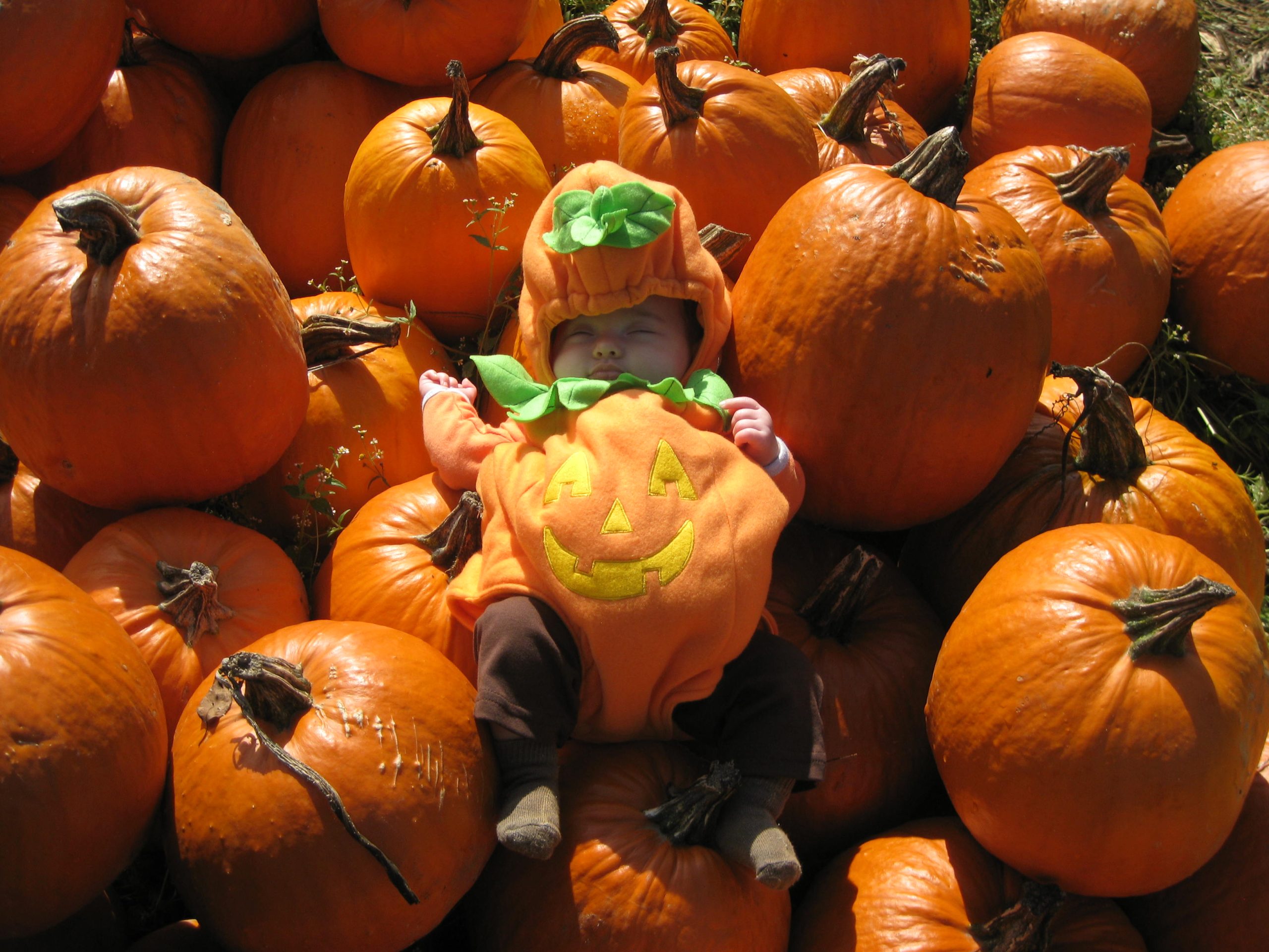 Pumpkin Patch Kid (user submitted)
