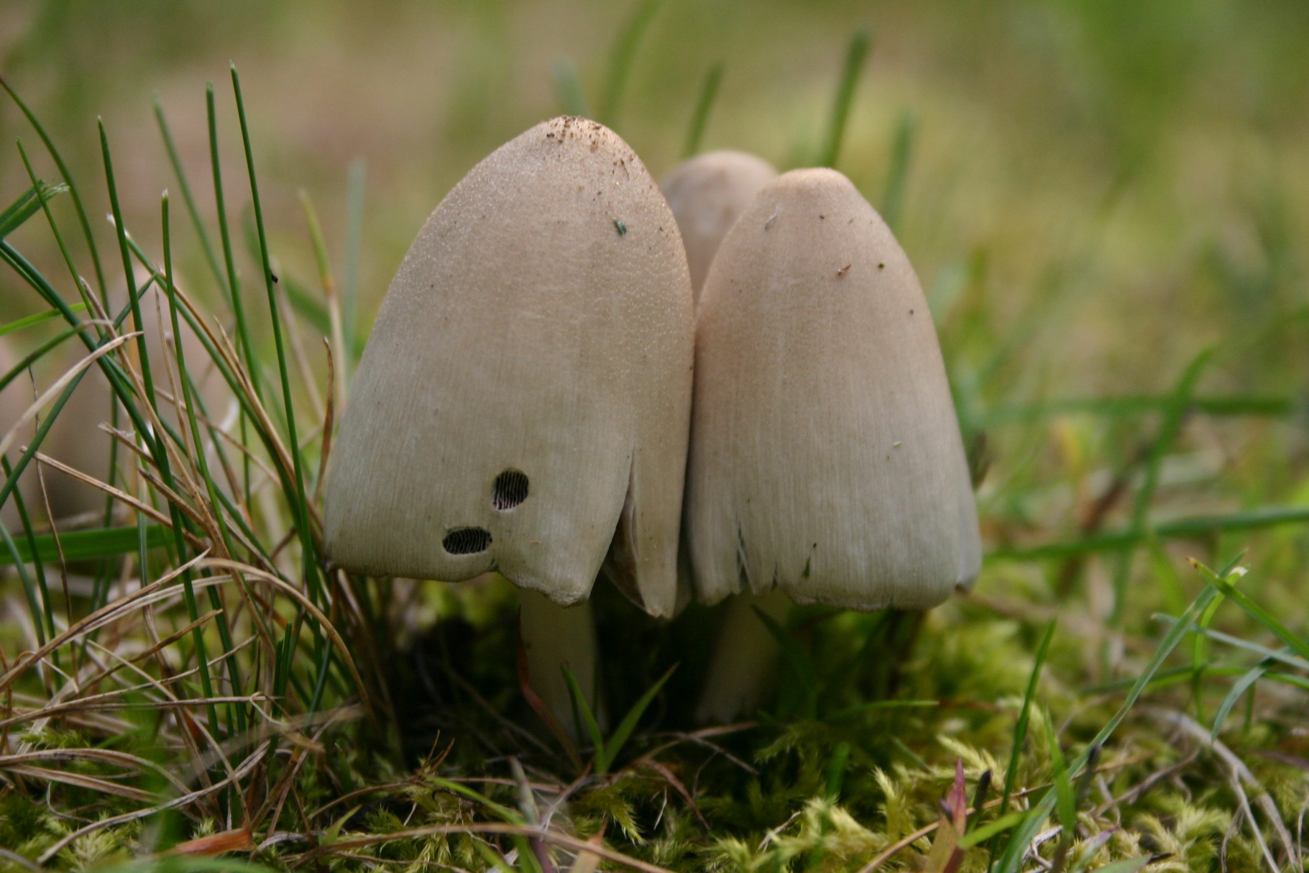 Fairy Tale Mushrooms (user submitted)
