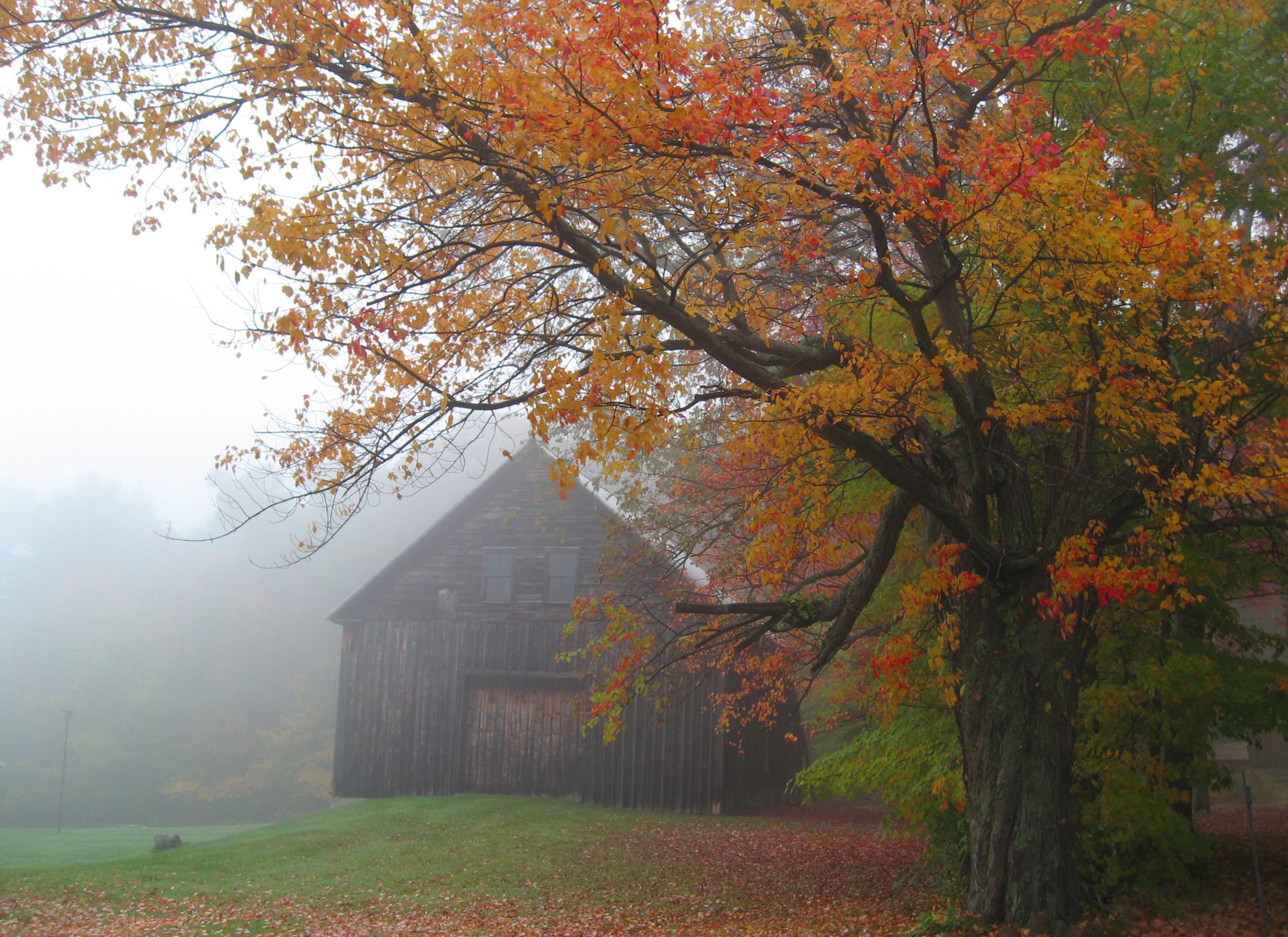 Barn In Chester, Nh On A Fall Morning (user submitted)