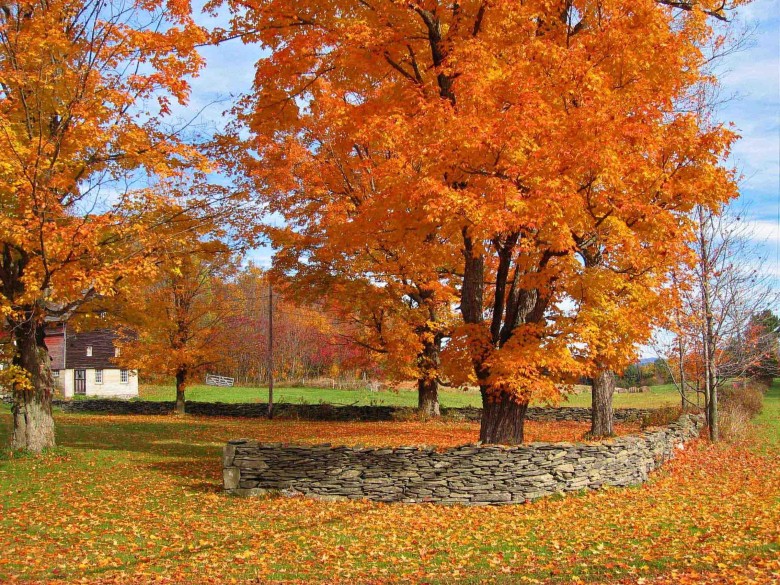 Wall Wraps Tree