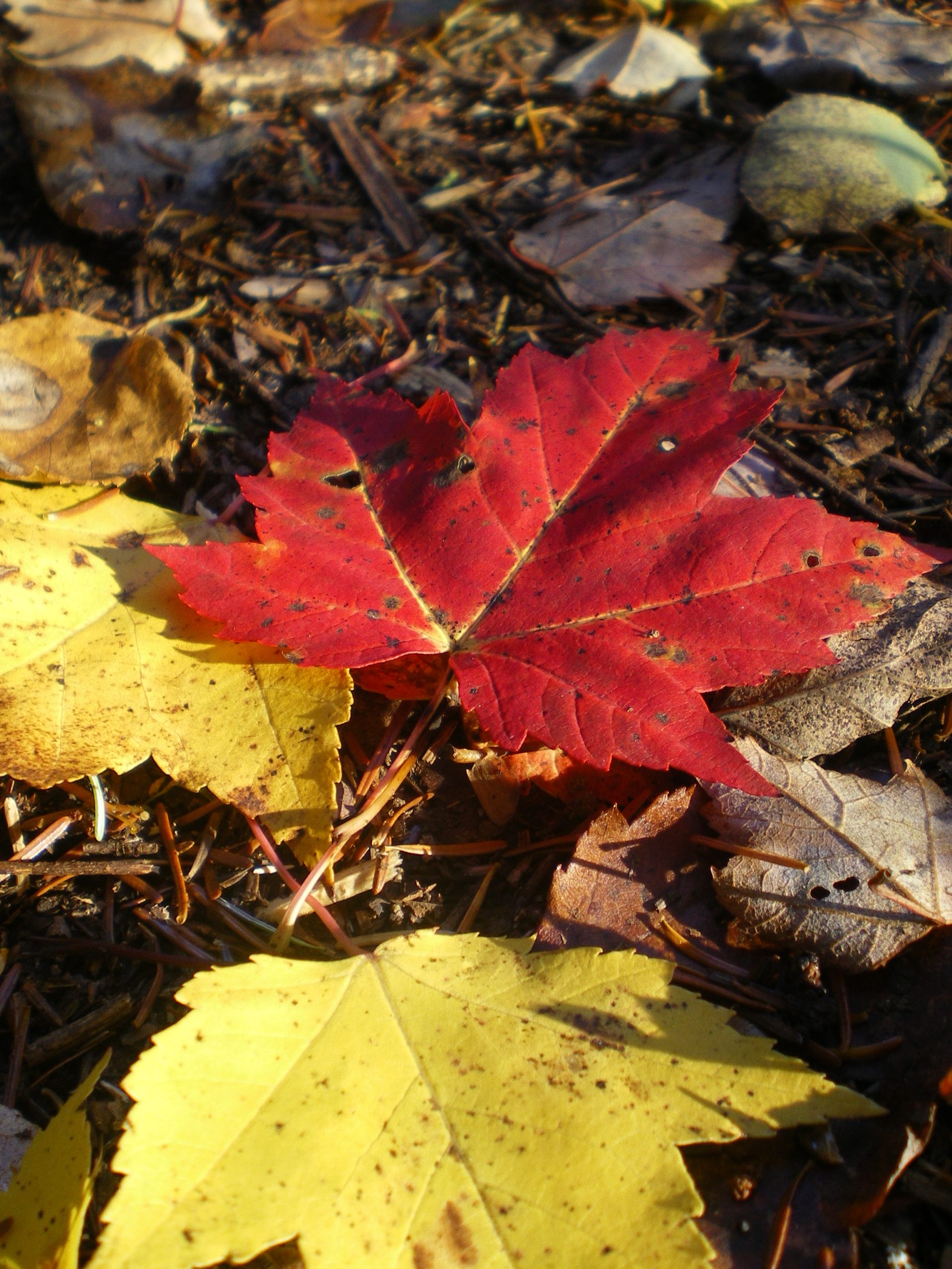 Red Leaf (user submitted)