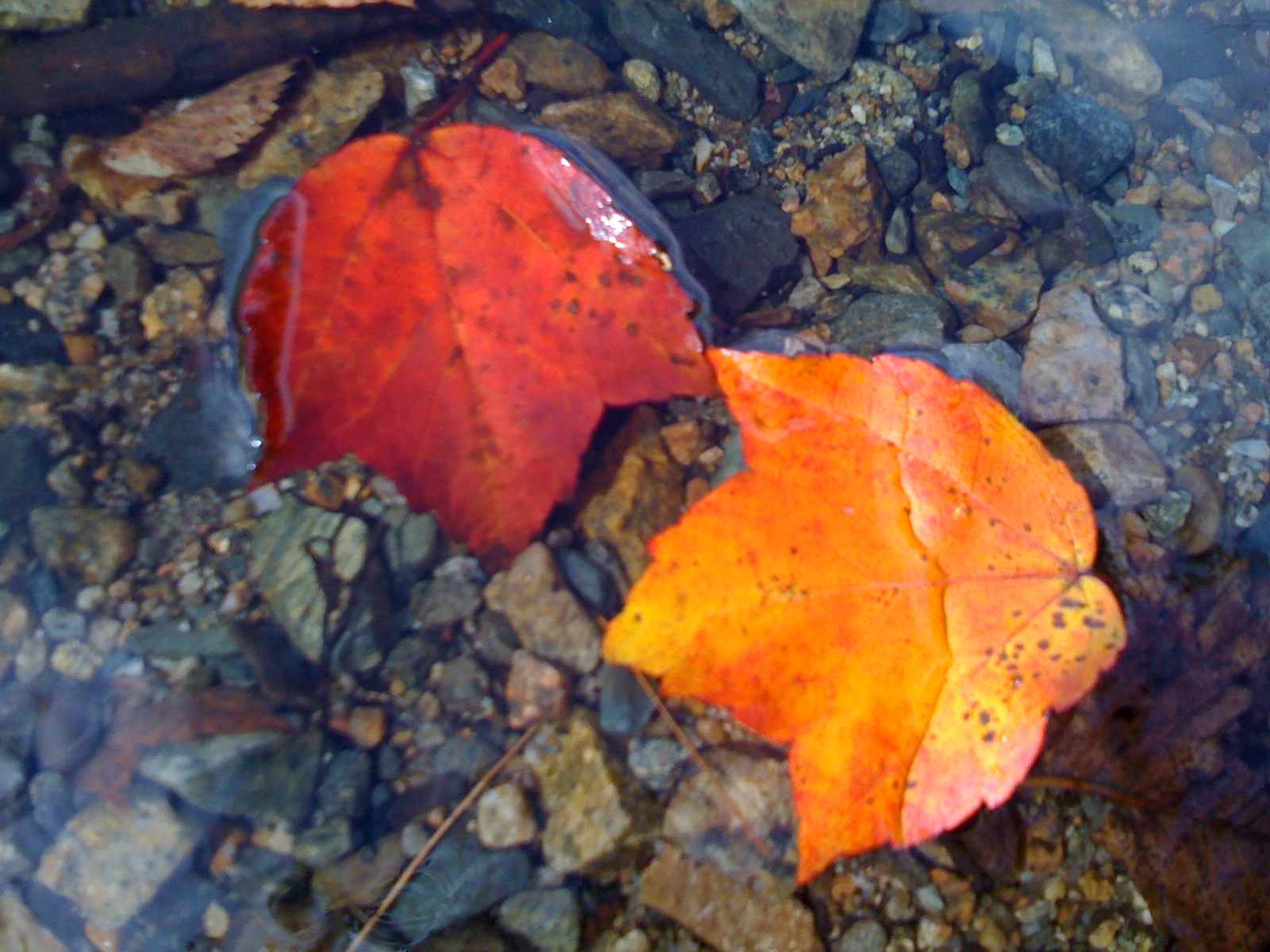 Fall Foliage &#8211; A Journey Of Two Leafs! (user submitted)