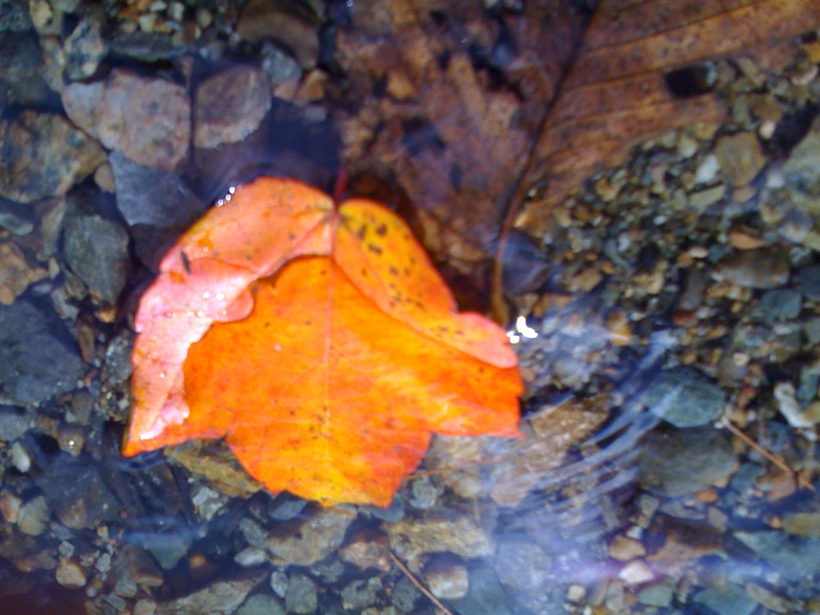 Fall Foliage &#8211; The Journey Of A Leaf! (user submitted)