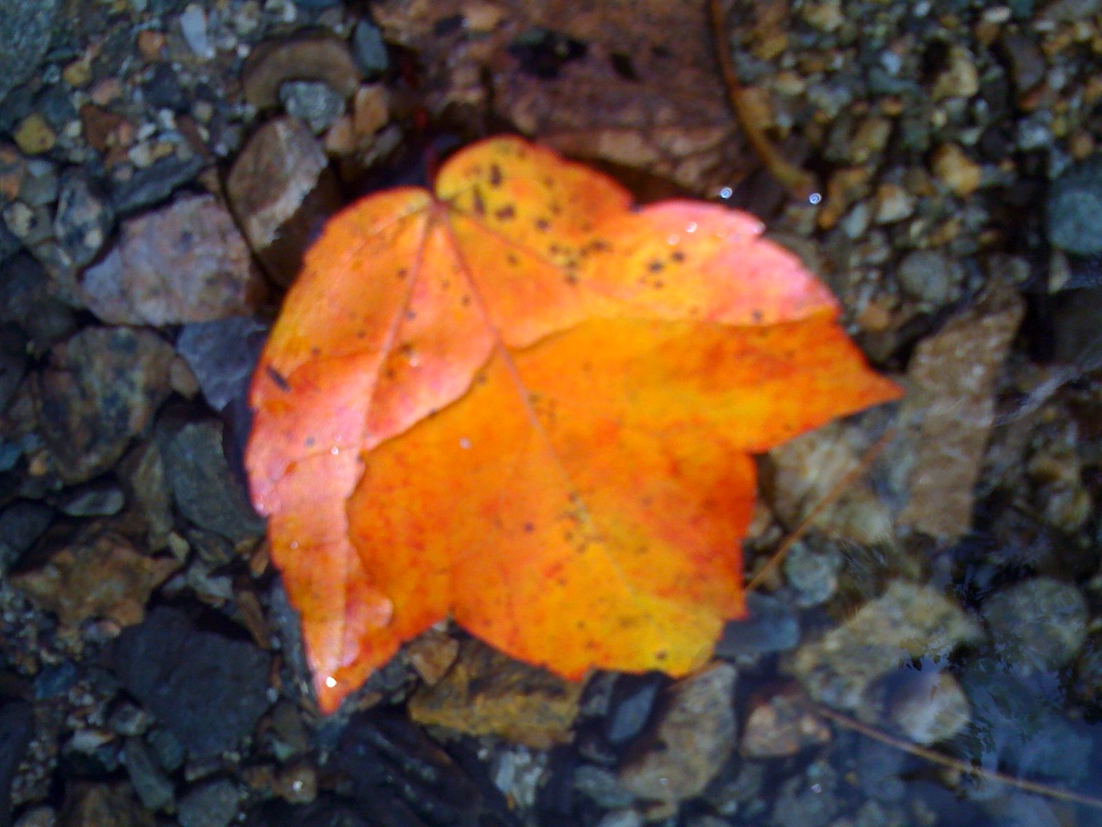 Fall Foliage &#8211; The Journey Of A Leaf! (user submitted)