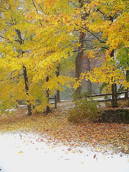 Snowy Fall (user submitted)