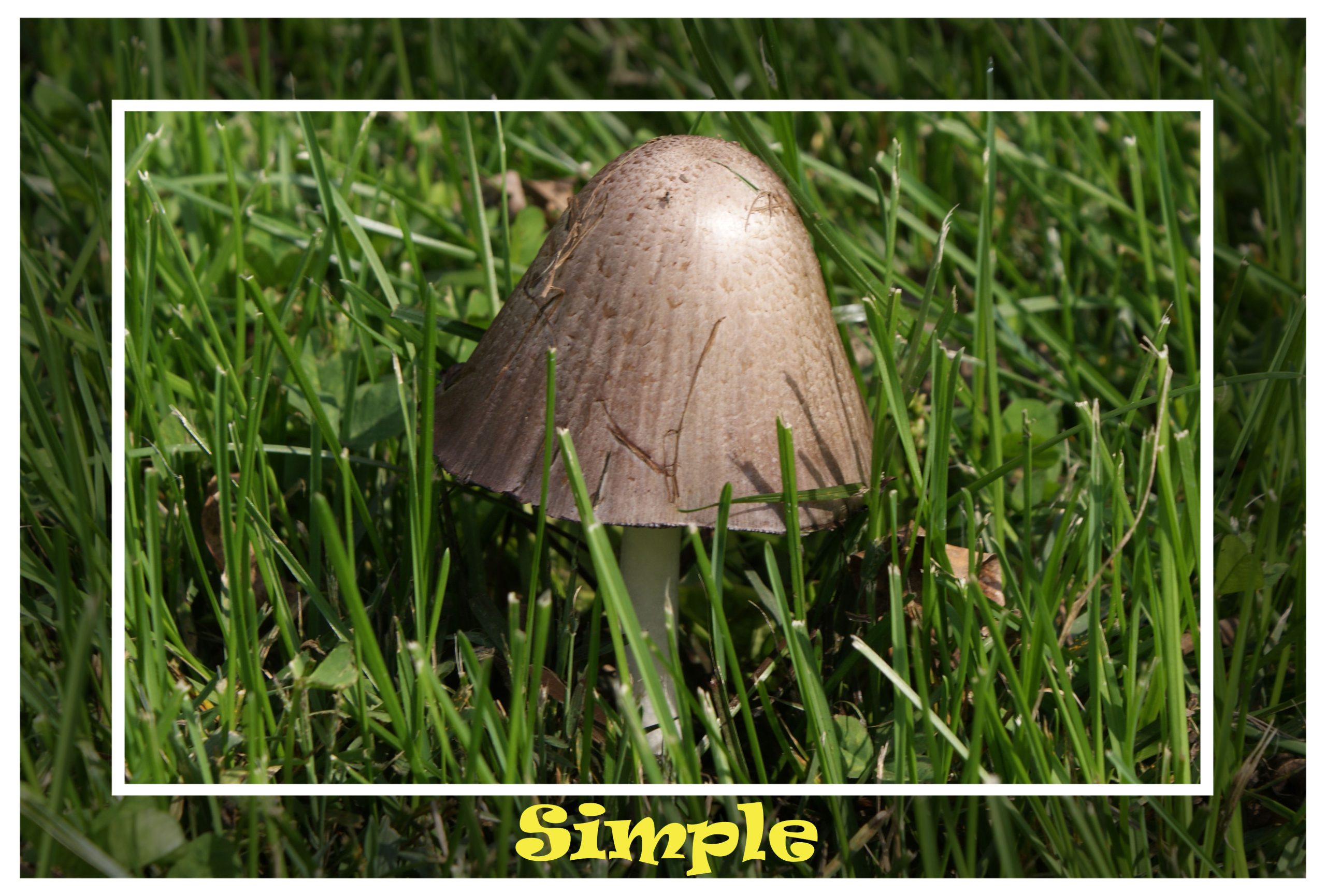 Simple Mushrooms (user submitted)