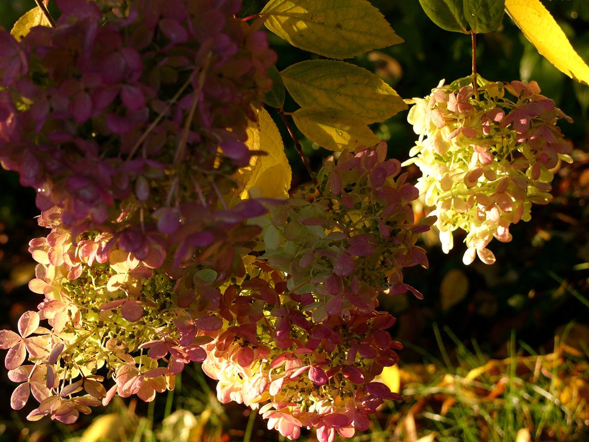 Hydrangeas 1 (user submitted)