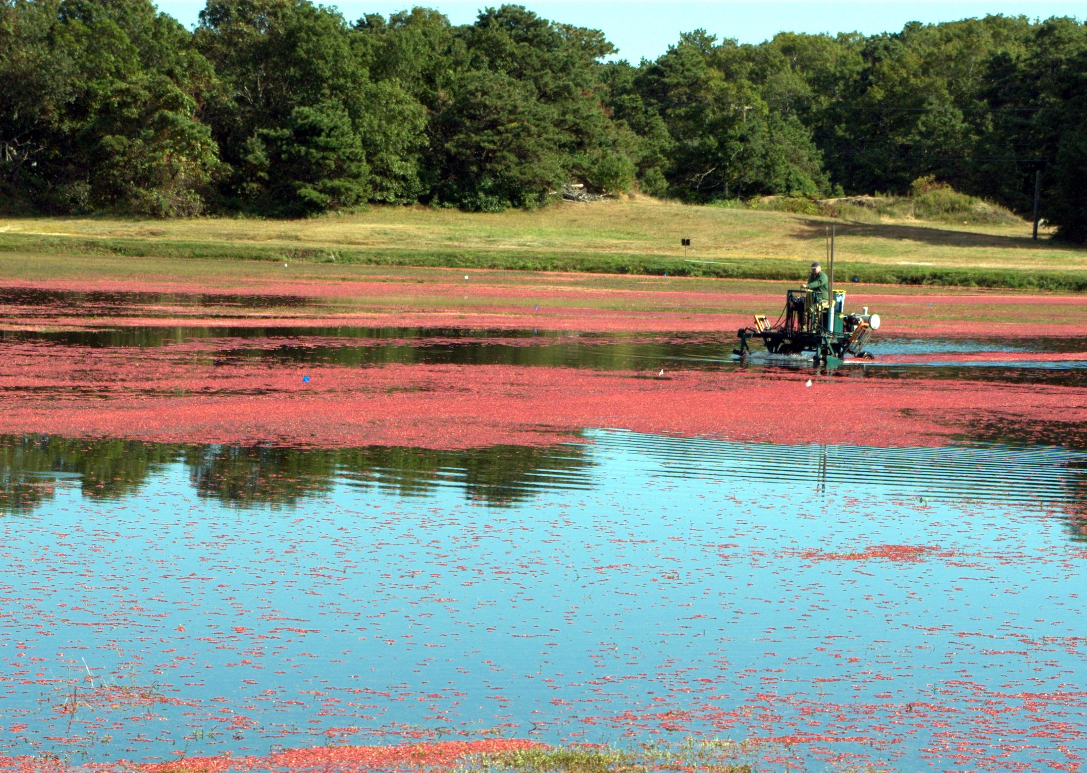 Cranberry Harvest (user submitted)