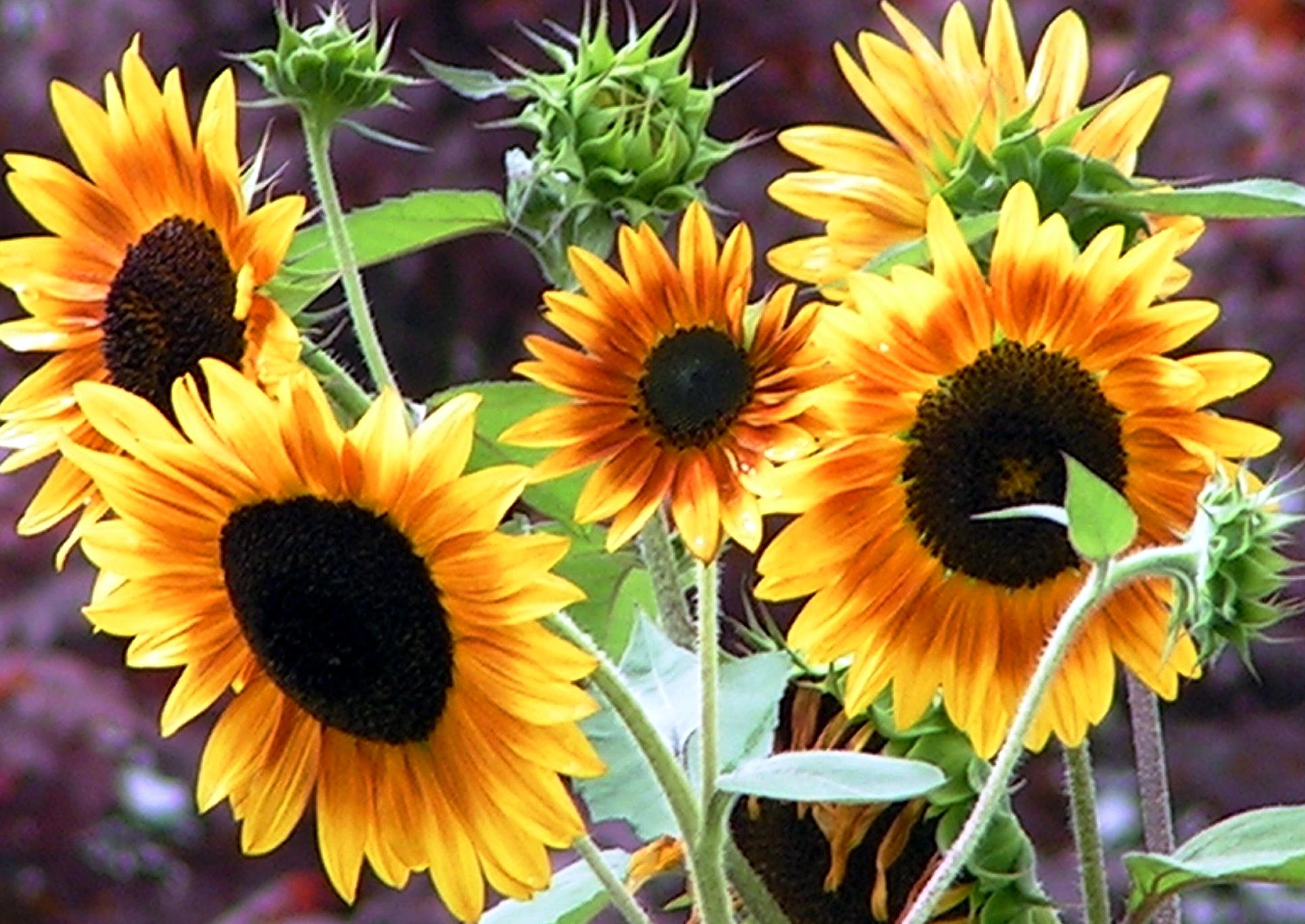 Sunflowers (user submitted)
