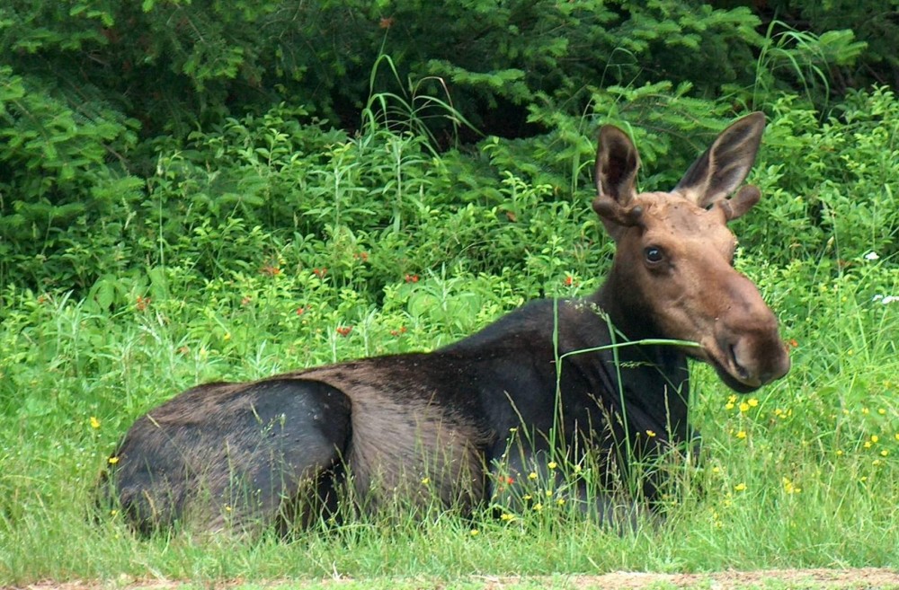 Laid Back Moose in Pittsburgh, New Hampshire