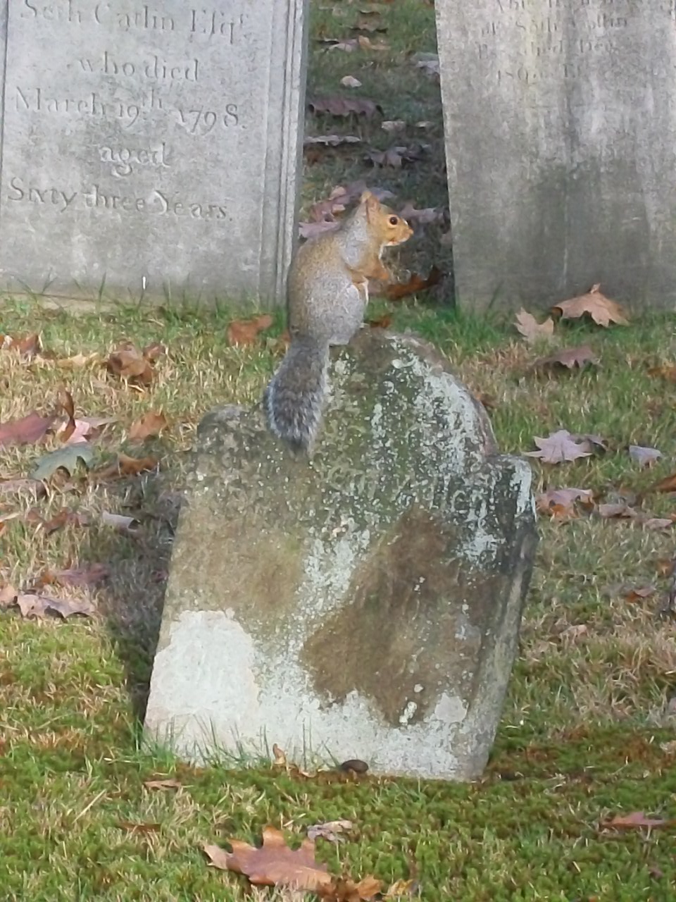 Graveyard Squirrel  (user submitted)