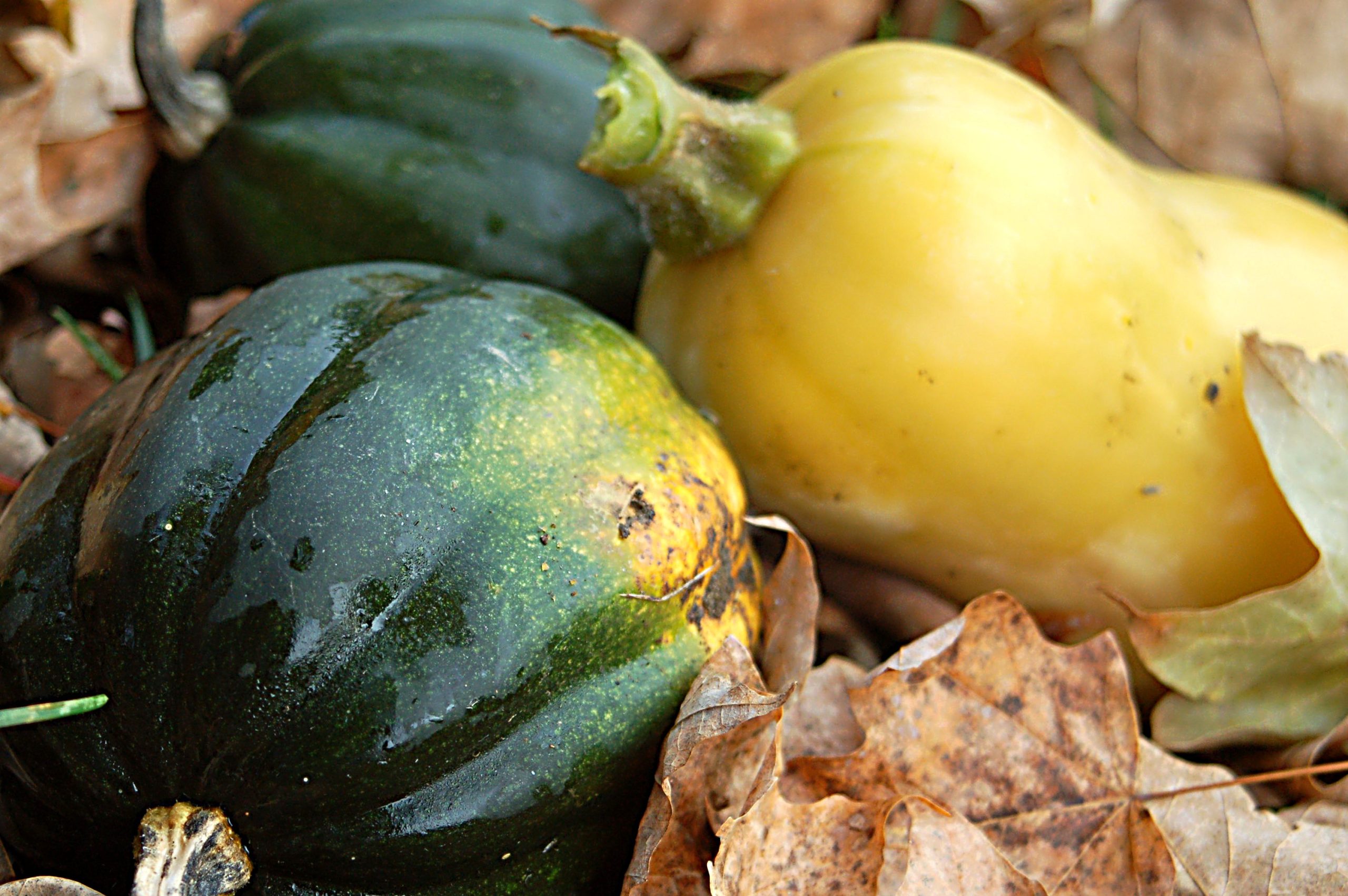 Winter Squash (user submitted)