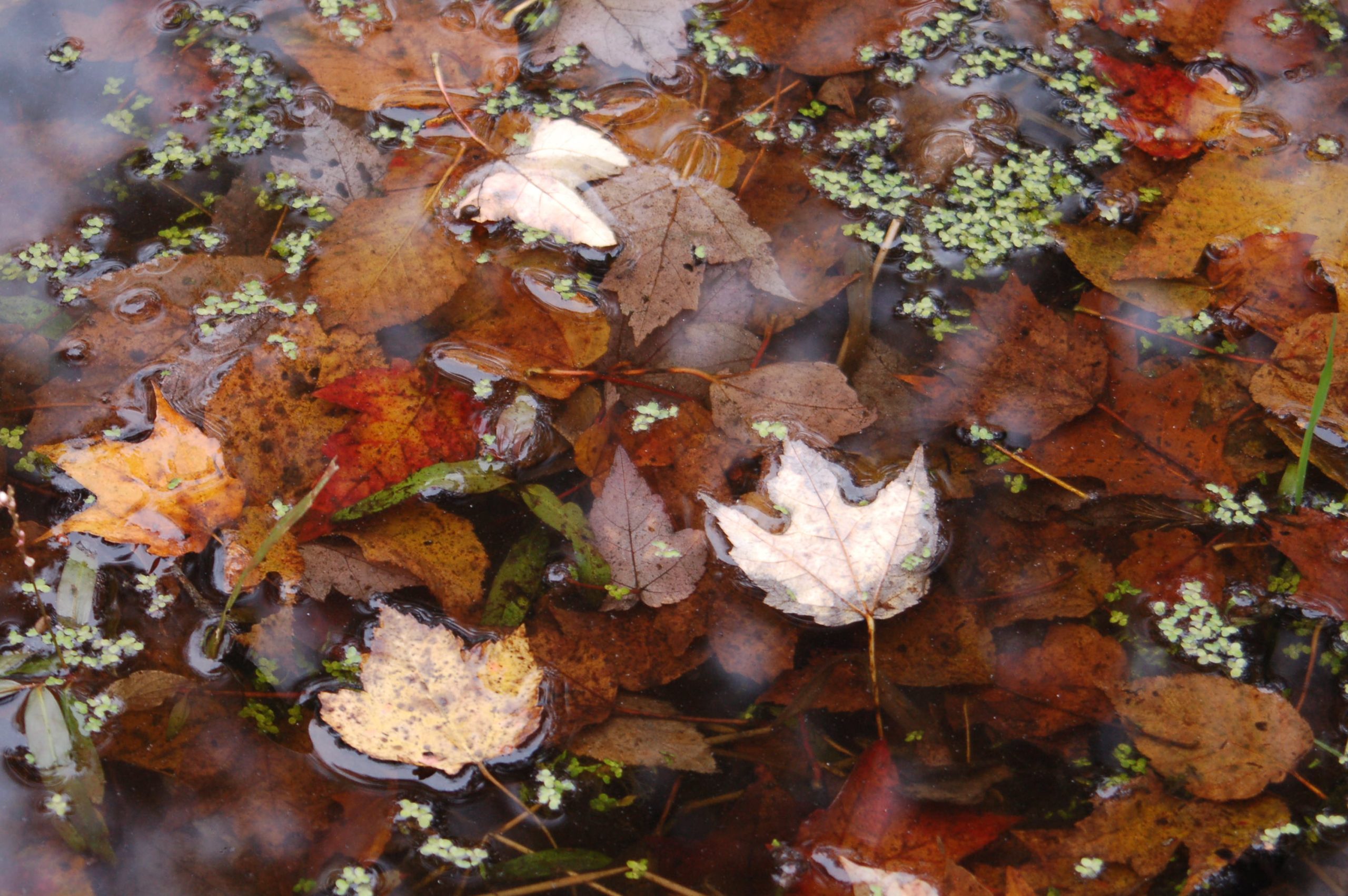 Leaves In Water (user submitted)