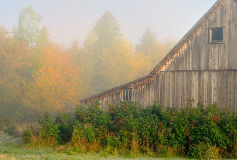 Misty Shack In Sutton, Vermont.