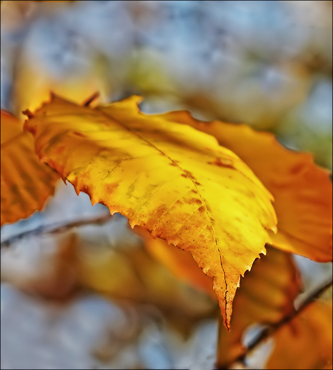 Beech Leaves (user submitted)